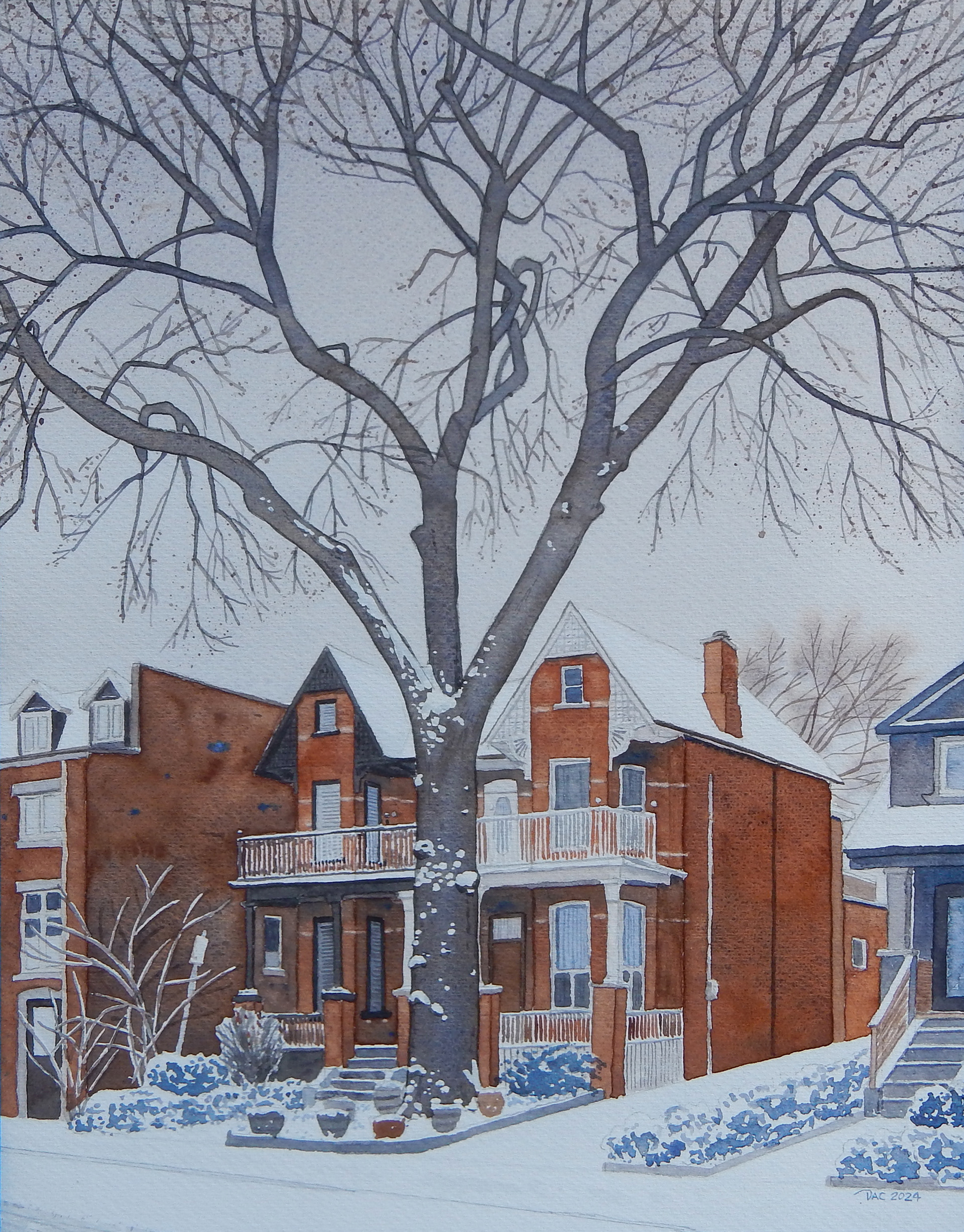 Silver Maple, Queen and Heward