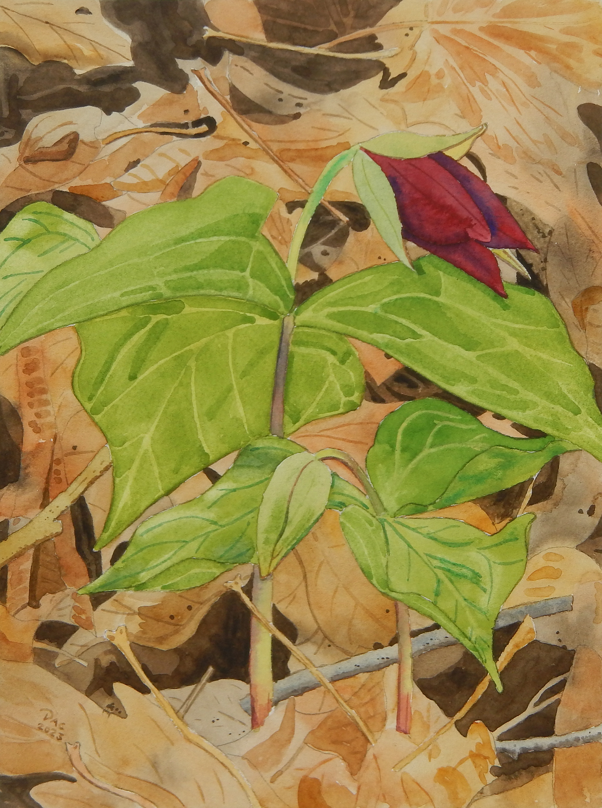 Wake Robin Duo, Rouge Valley, 9x12"
