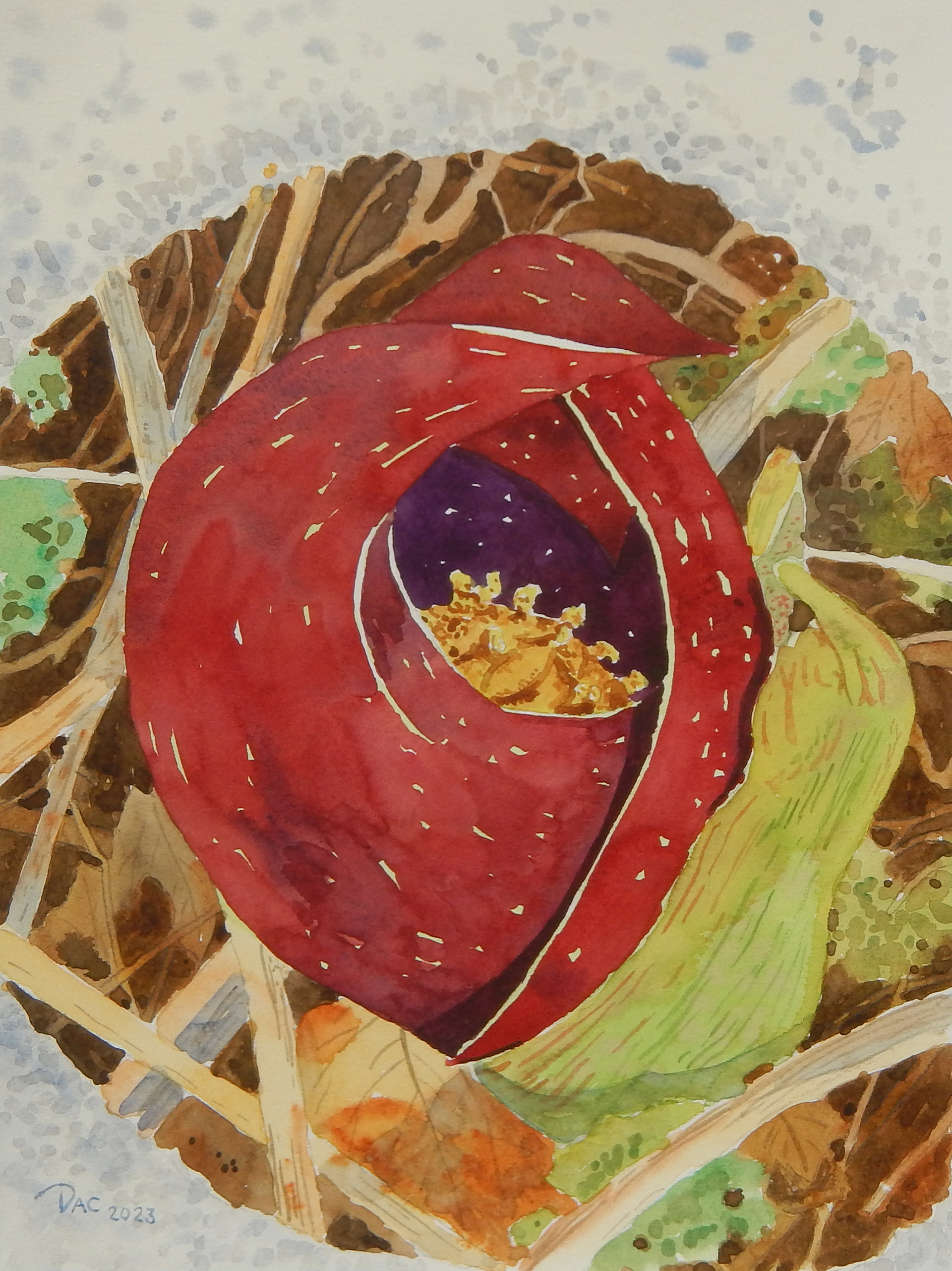 Skunk Cabbage Bloom, Morningside Park, 9x12"