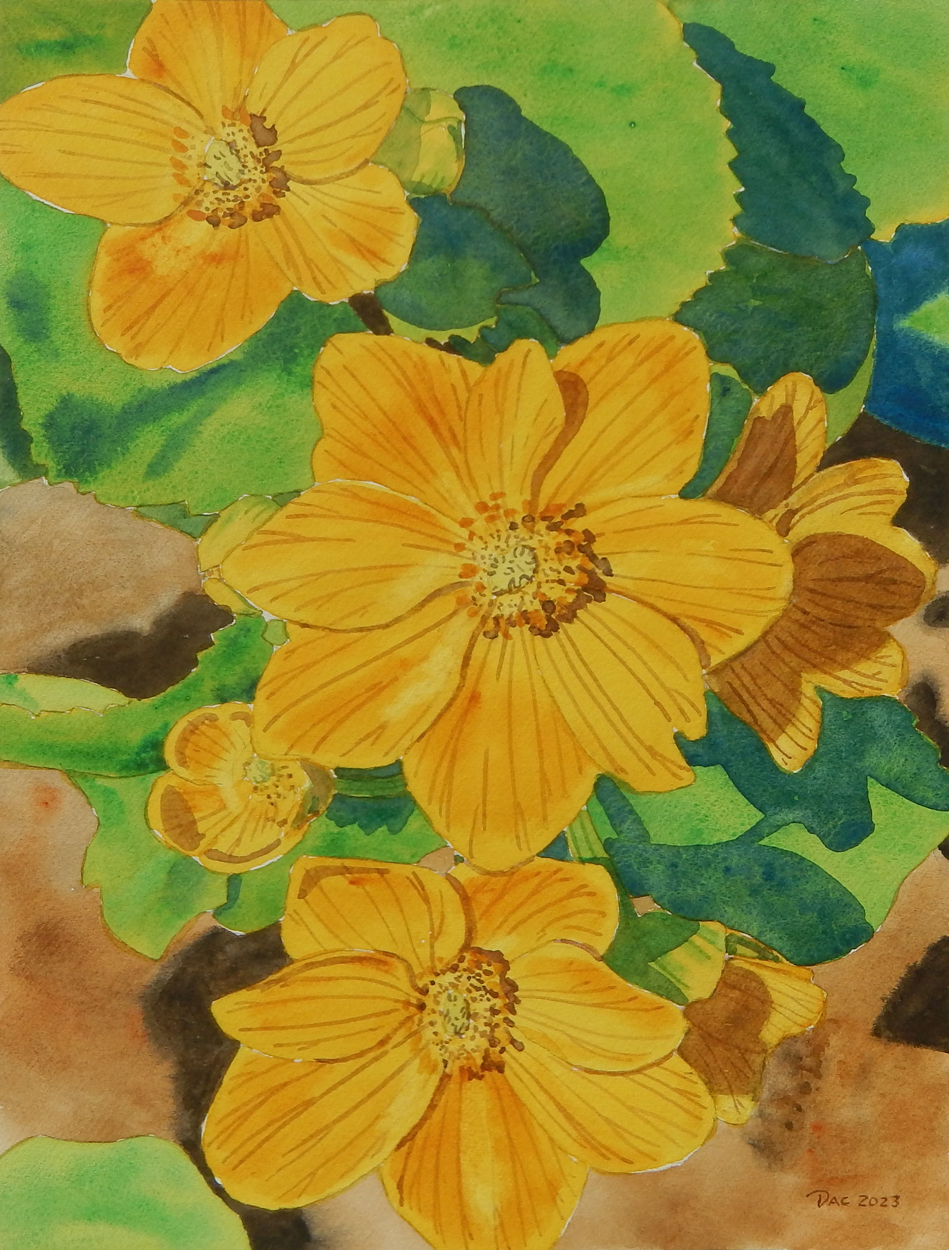 Marsh Marigold Trio, Little Rouge Valley, 9x12"