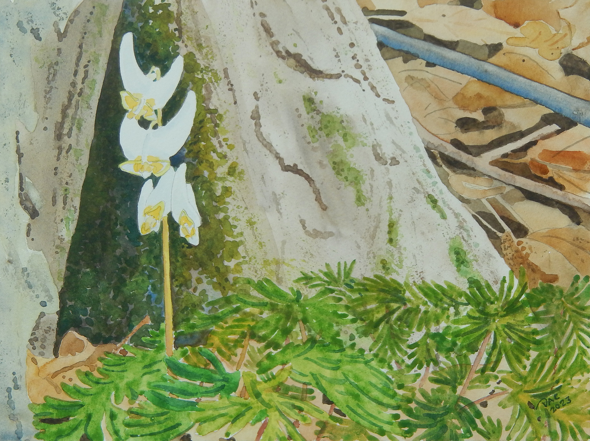 Dutchman's Breeches, Rouge Valley, 9x12"