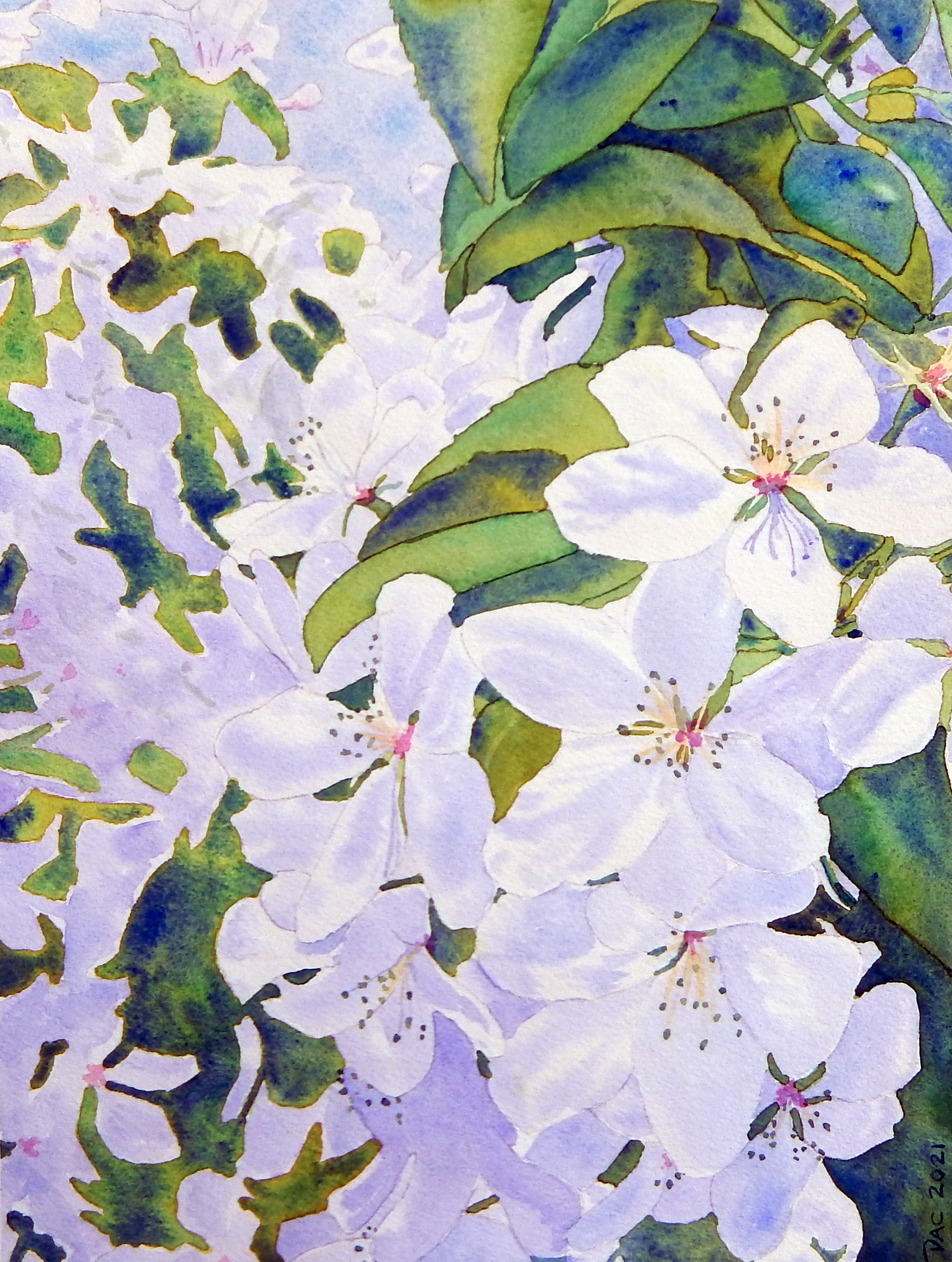 Apple Blossoms, East Point Park