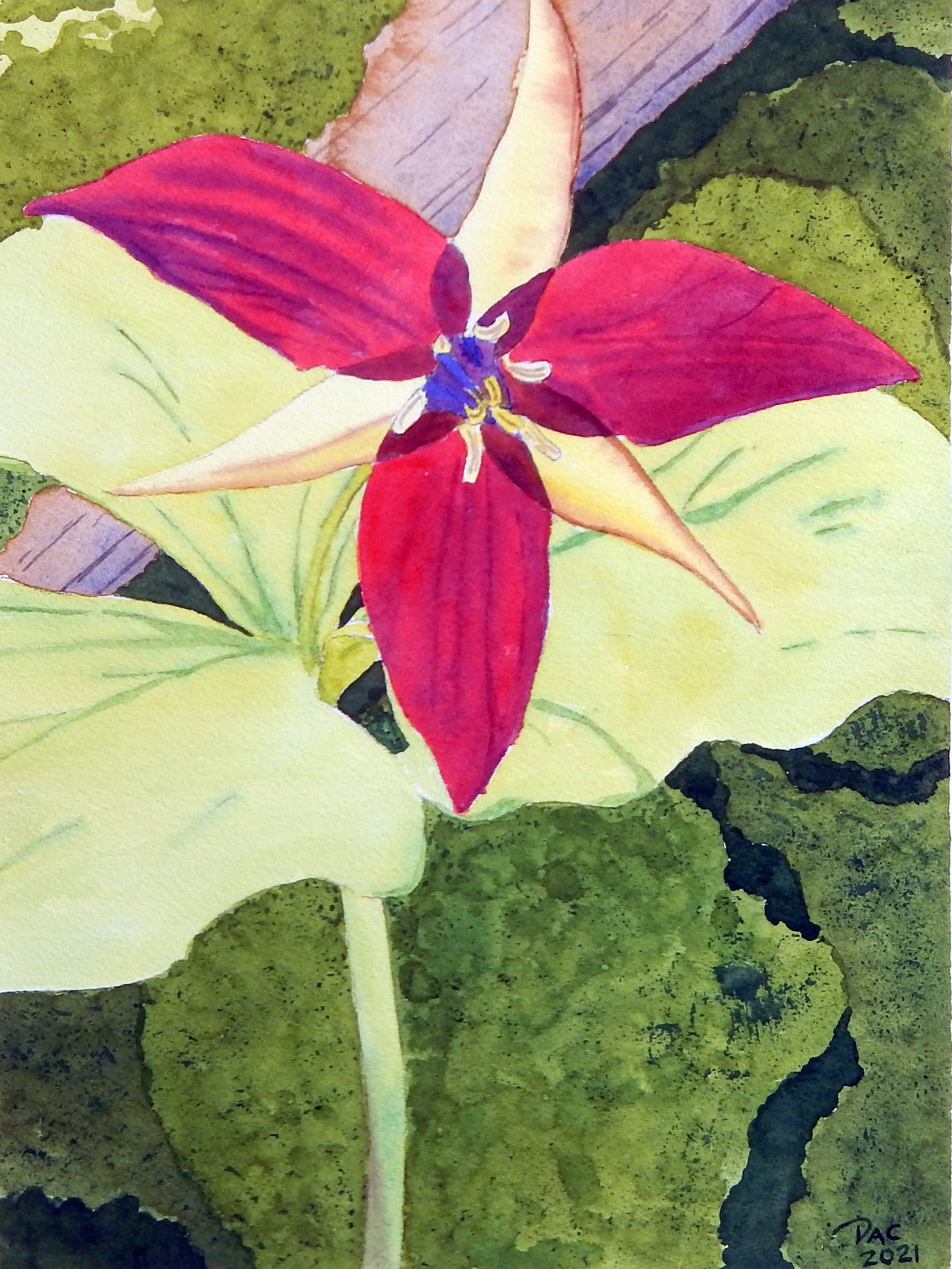 Backlit Trillium, Rouge Valley
