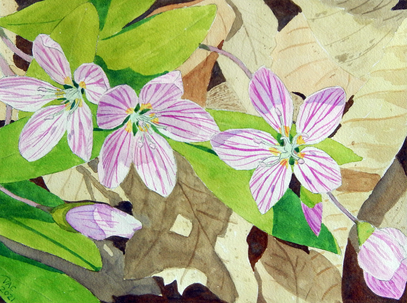 Spring Beauty, Rouge Valley, 9x12"