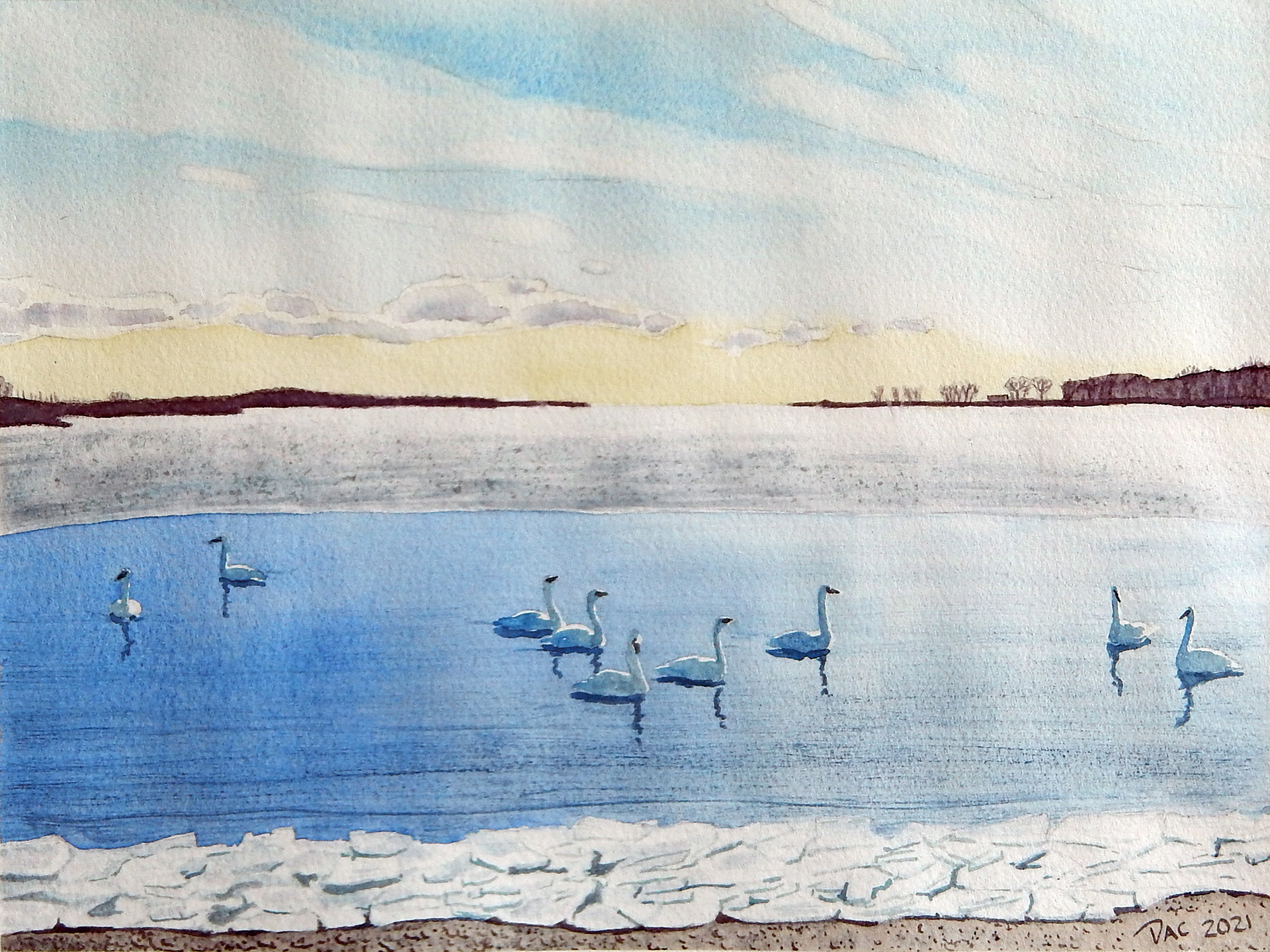 Trumpeter Swans, Outer Harbour, 9x12"