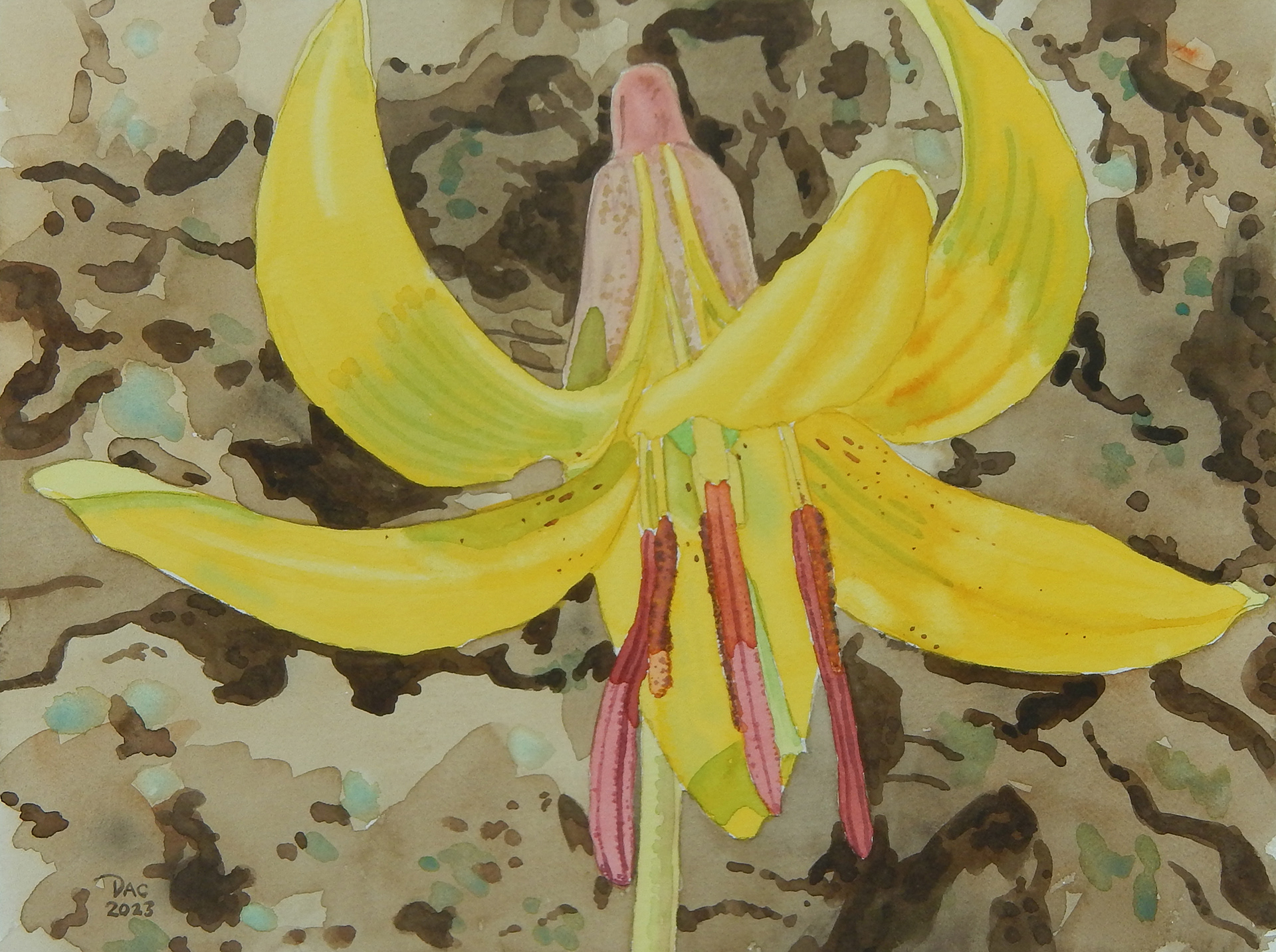 Lily Bloom, Rouge Valley, 9x12"