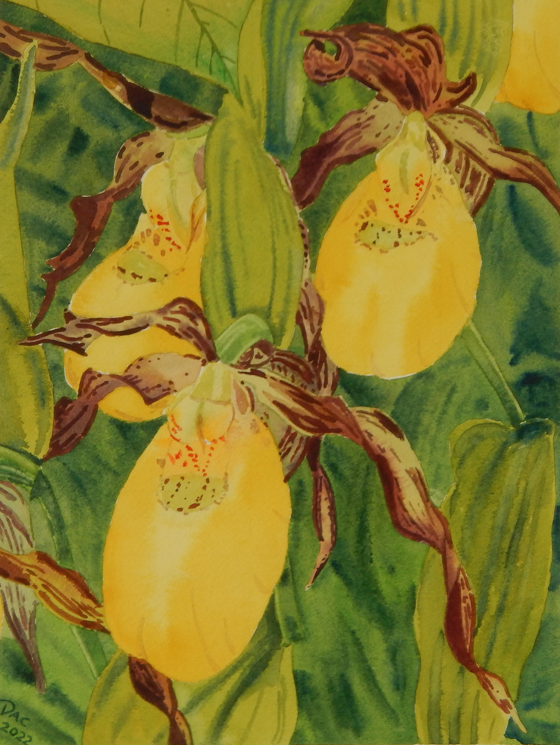 Large Yellow Lady Slippers, Vals-des-Monts, 9x12"
