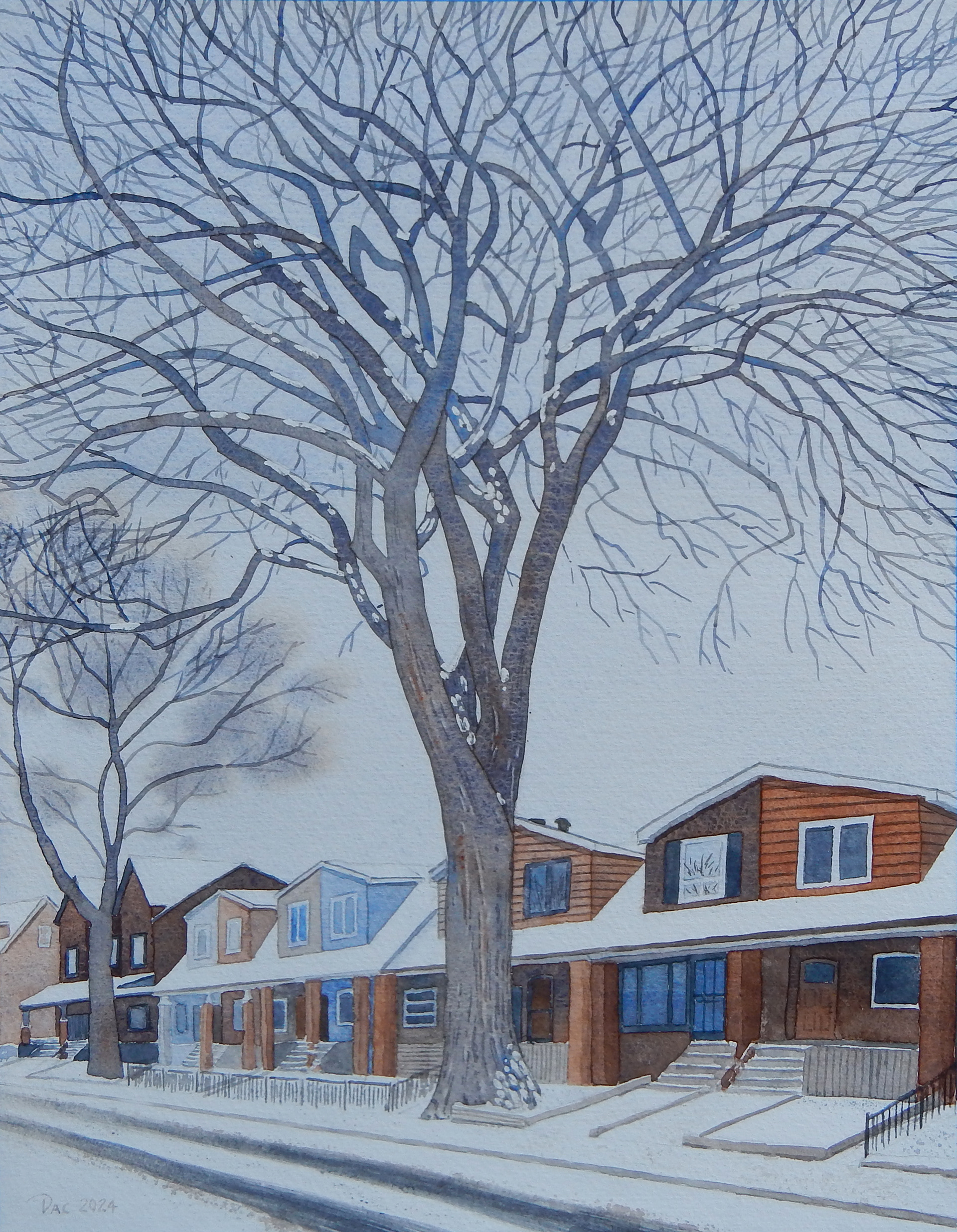 American Elm, Booth Avenue