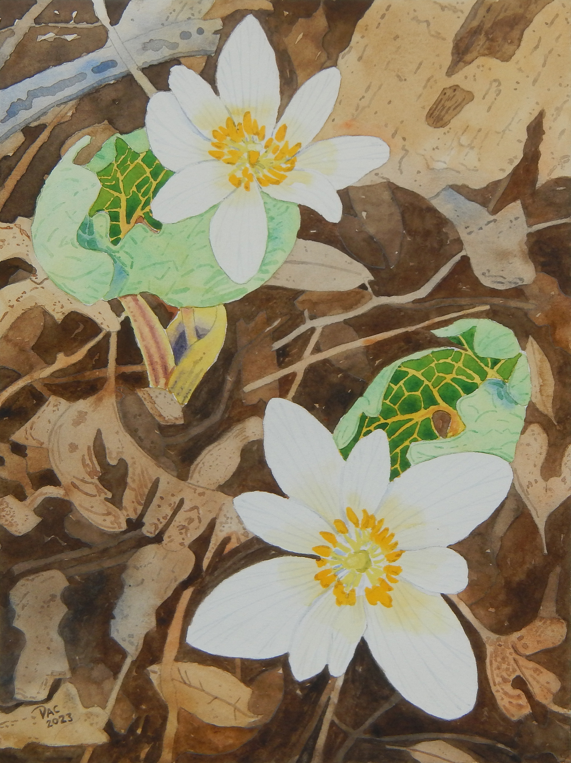 Bloodroot, Twyn Rivers, Rouge Valley