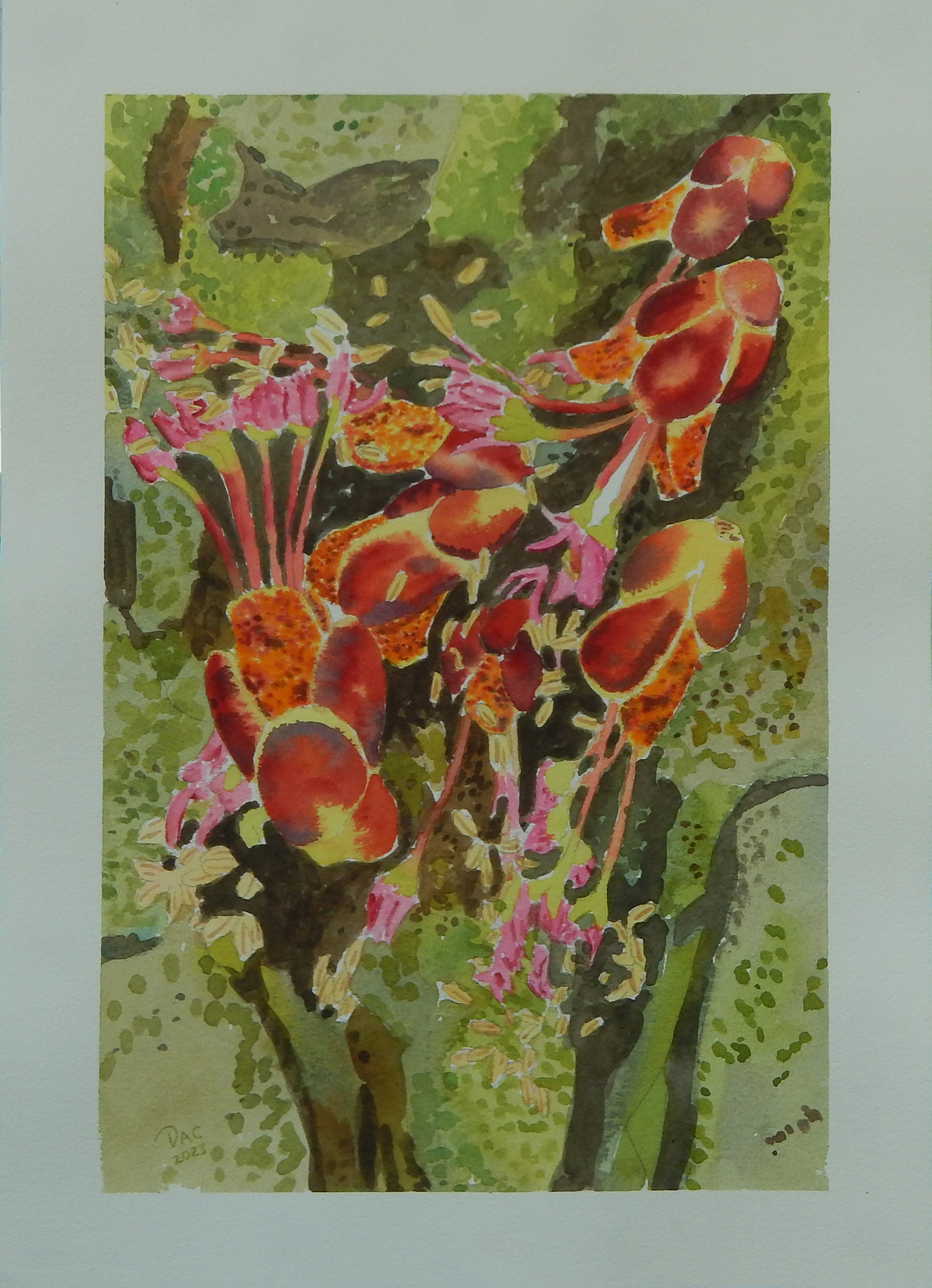 Red Maple Flowers on a Mossy Log, 8x12"