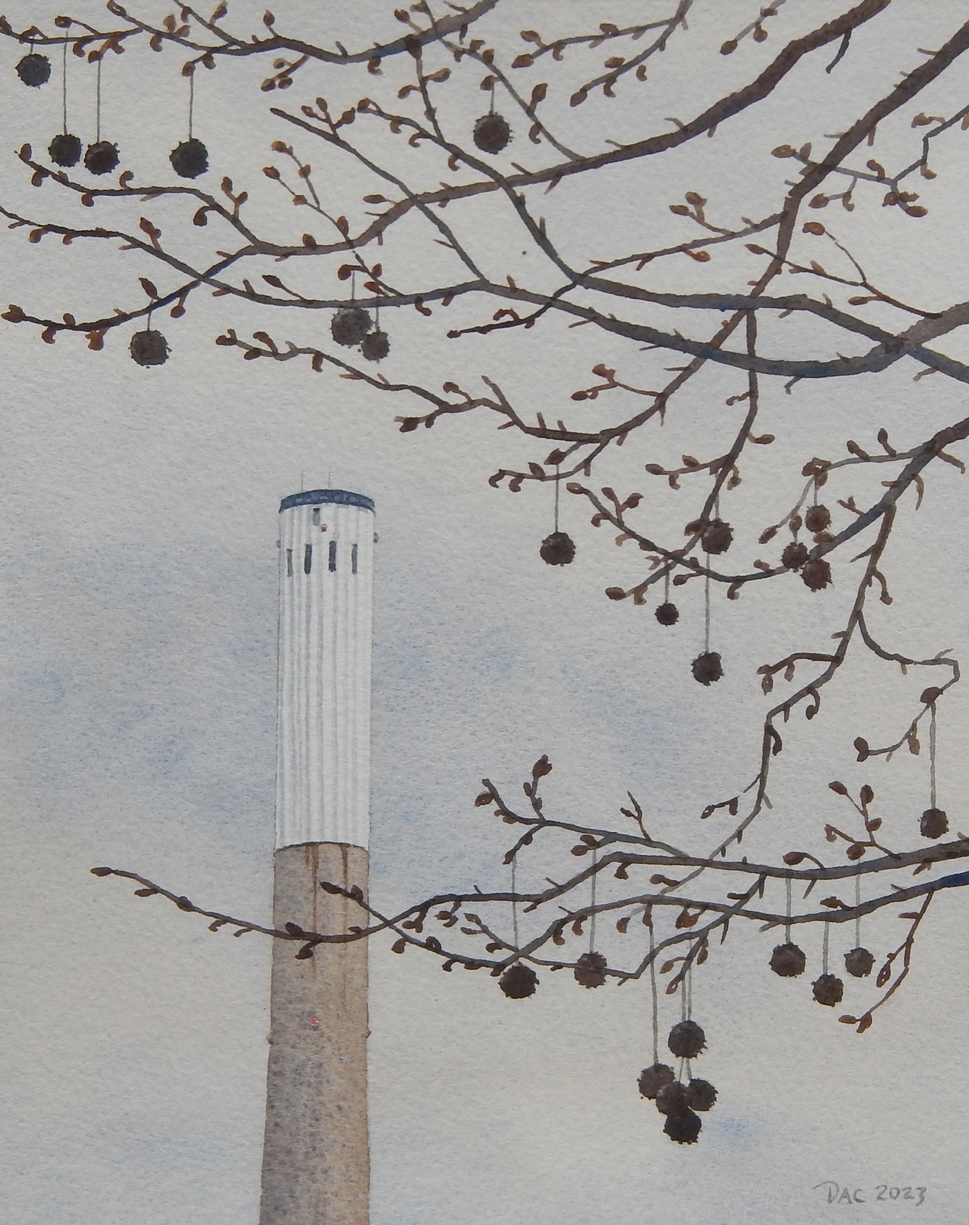 Sycamore, Booth Avenue, April