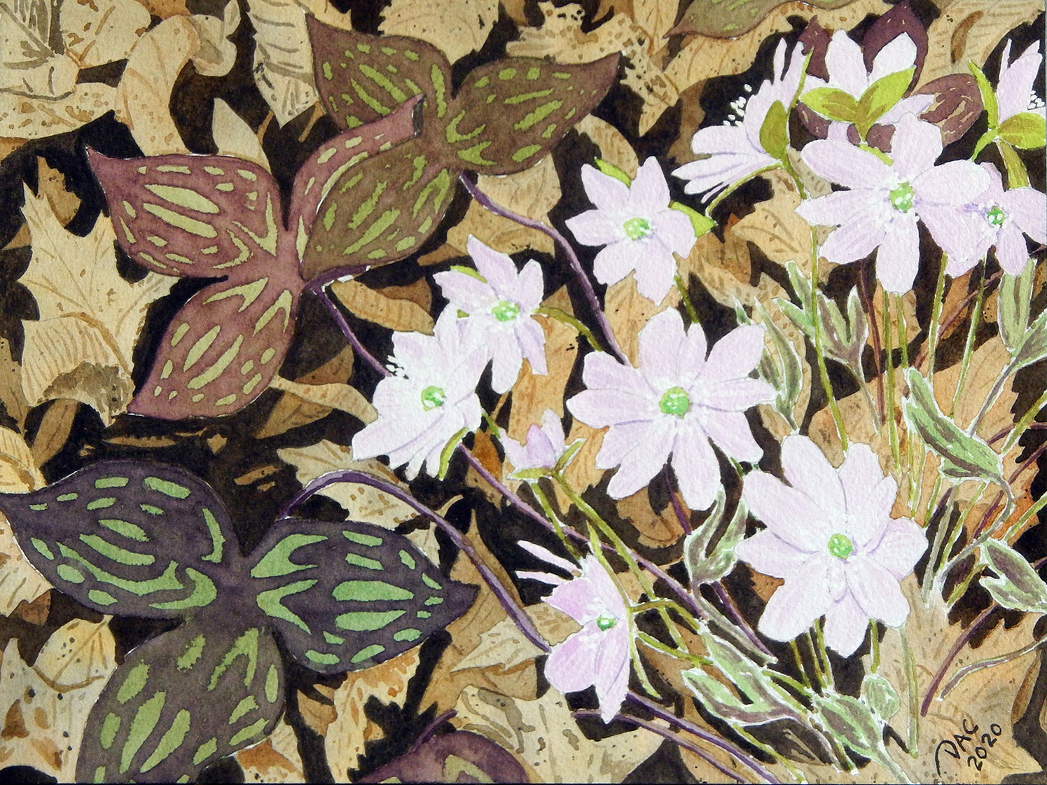 Hepatica, Little Rouge River