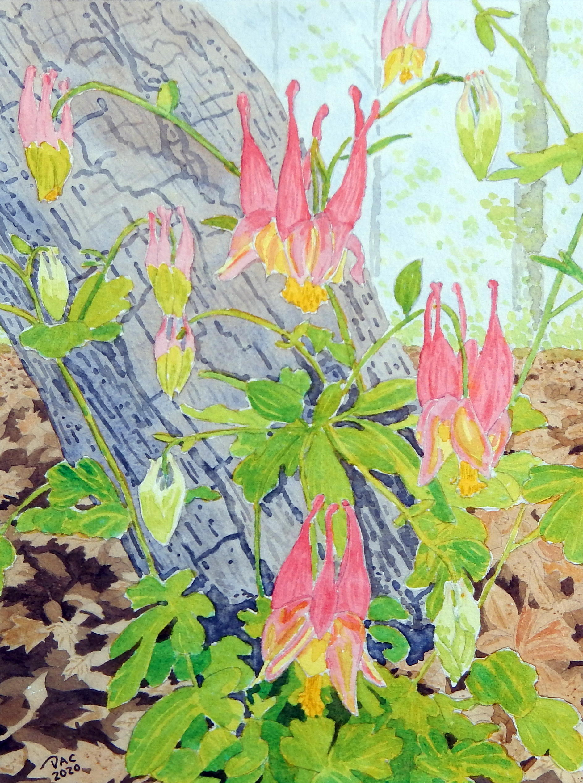 Columbine, Bruce Trail