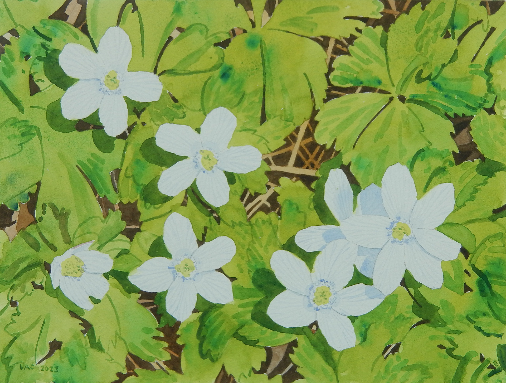 Wood Anemones, Rouge Valley, 9x12"