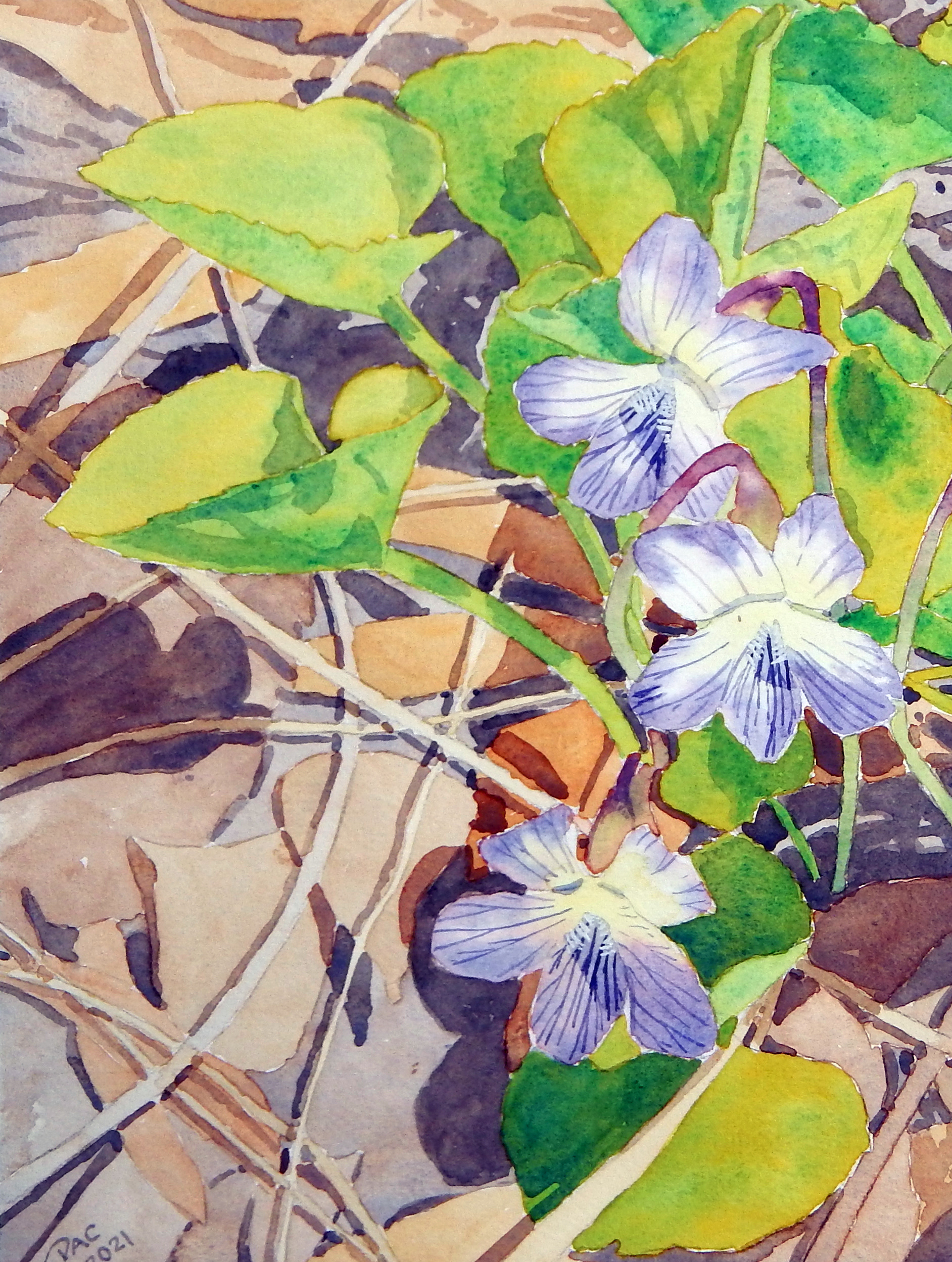 Violets, Little Rouge Floodplain