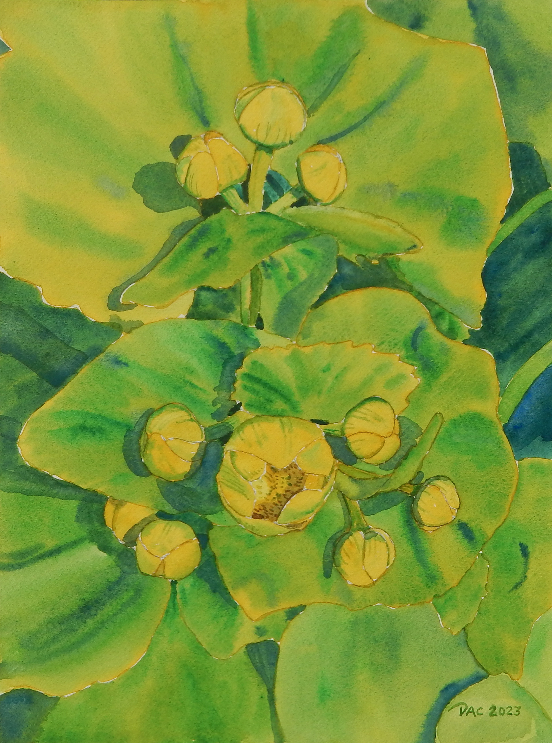 Bud Triads, Marsh Marigold, Early May, 9x12"