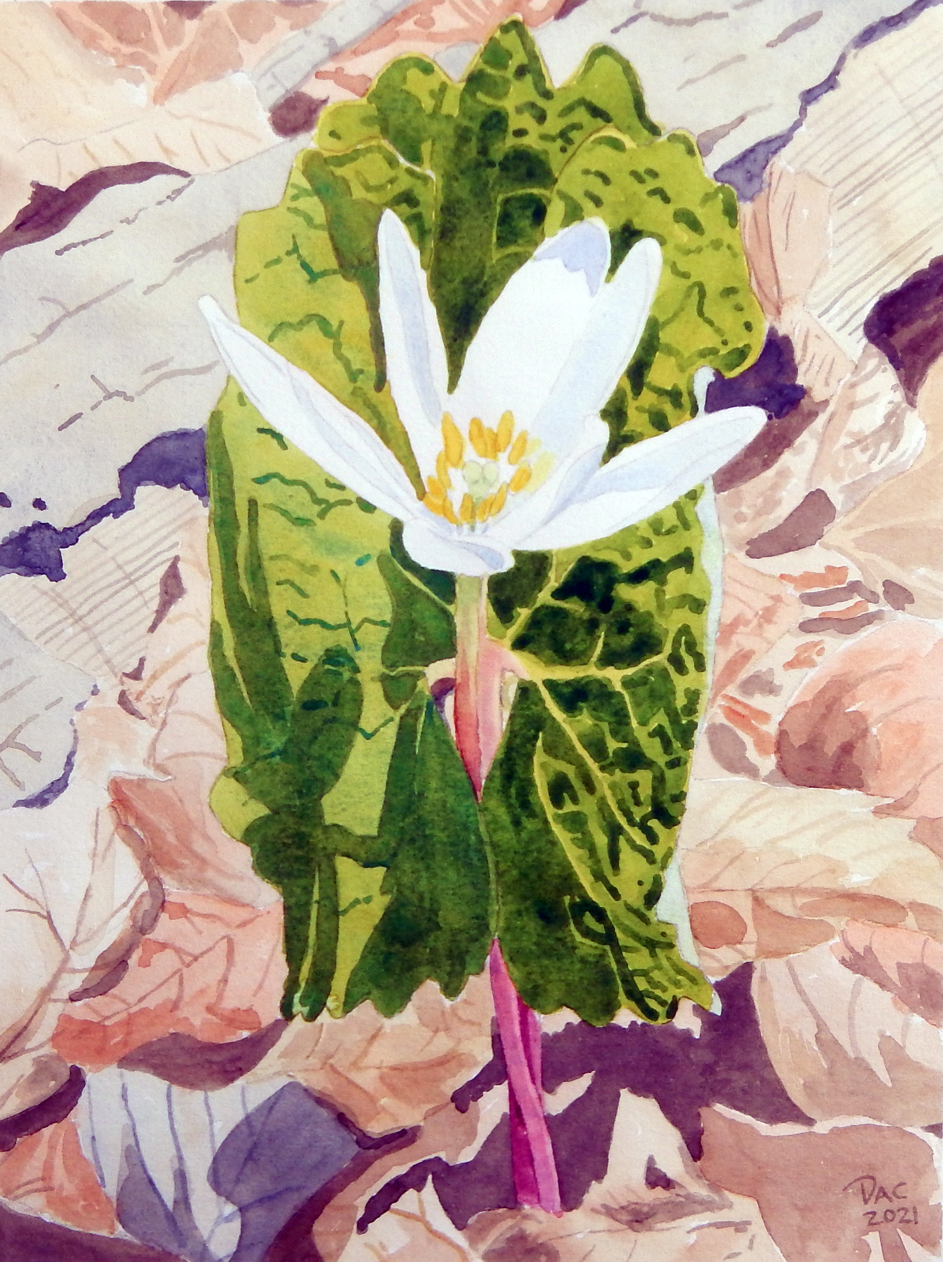 Bloodroot, Rouge Valley