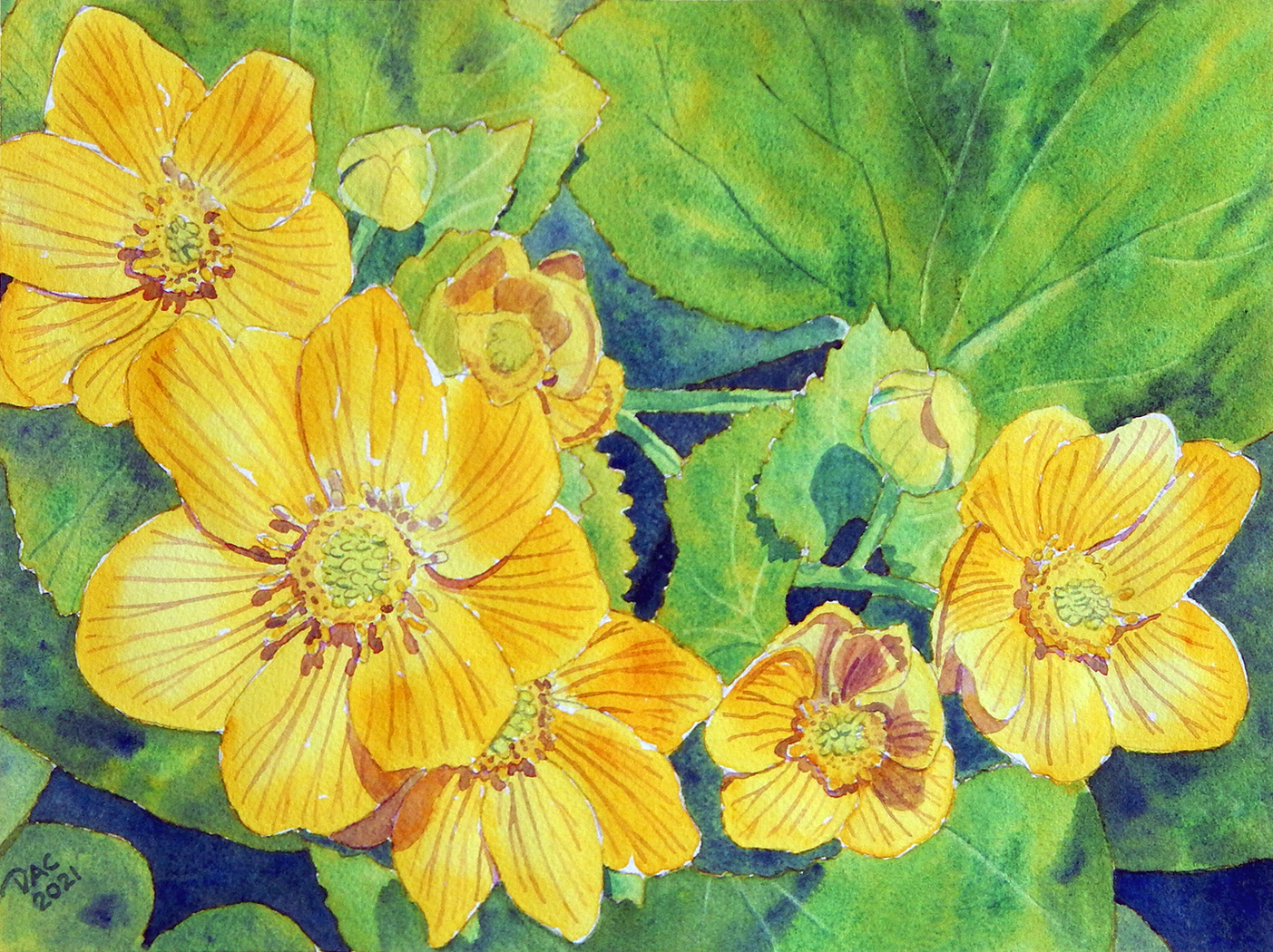 Marsh Marigold, Little Rouge River, 9x12"