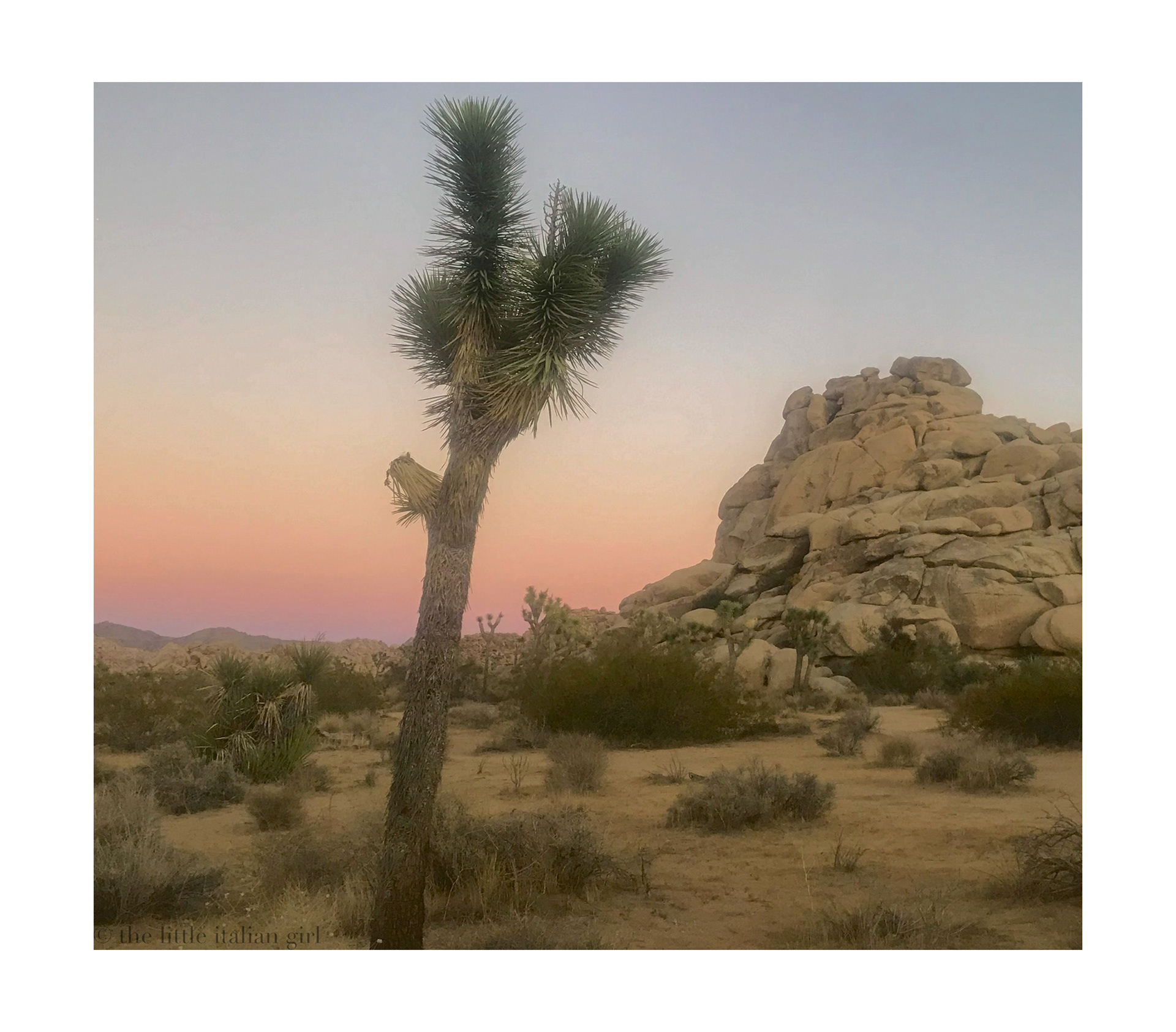 joshua tree national park 