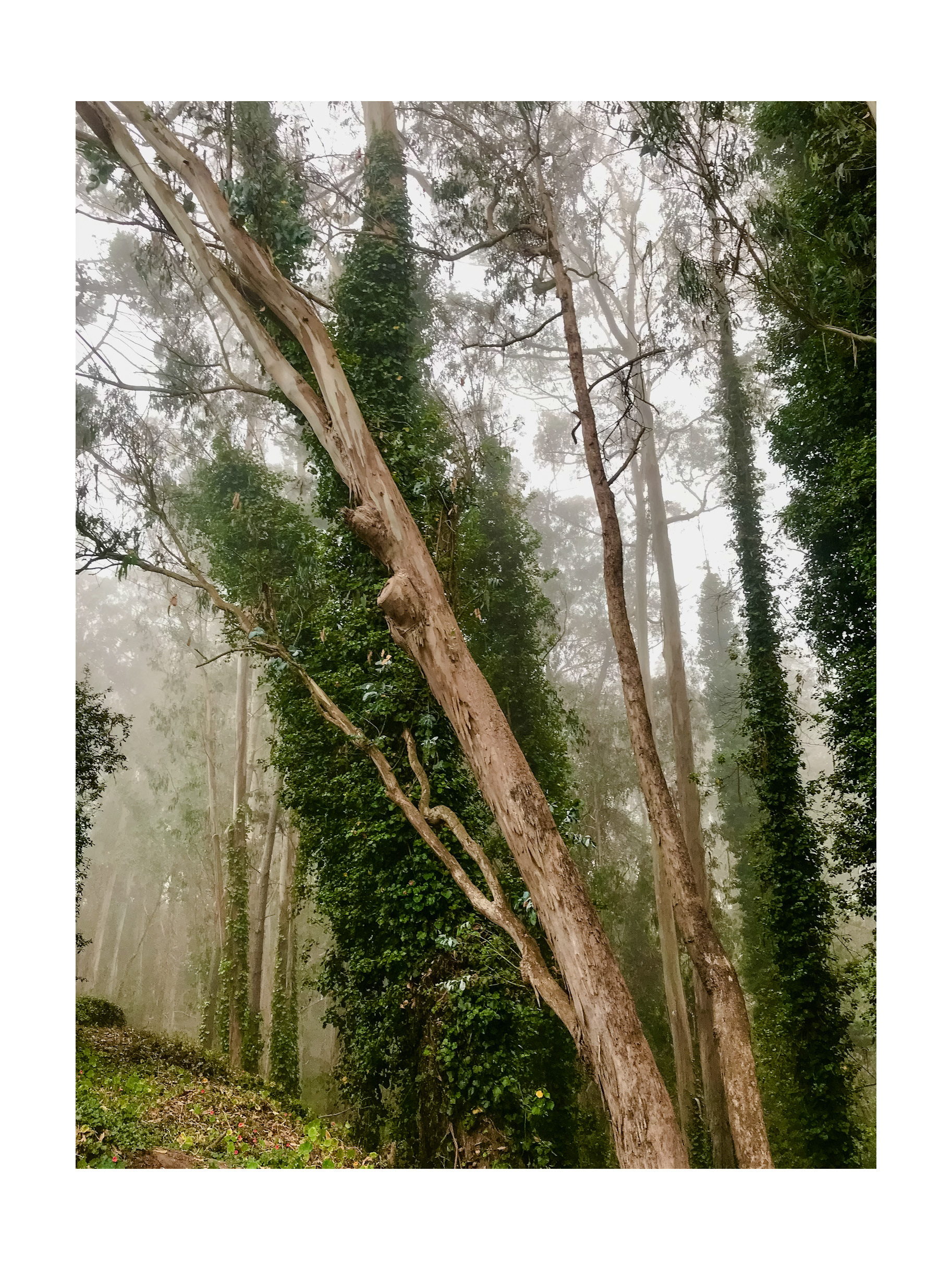 Sigmond Stern Grove, San Francisco