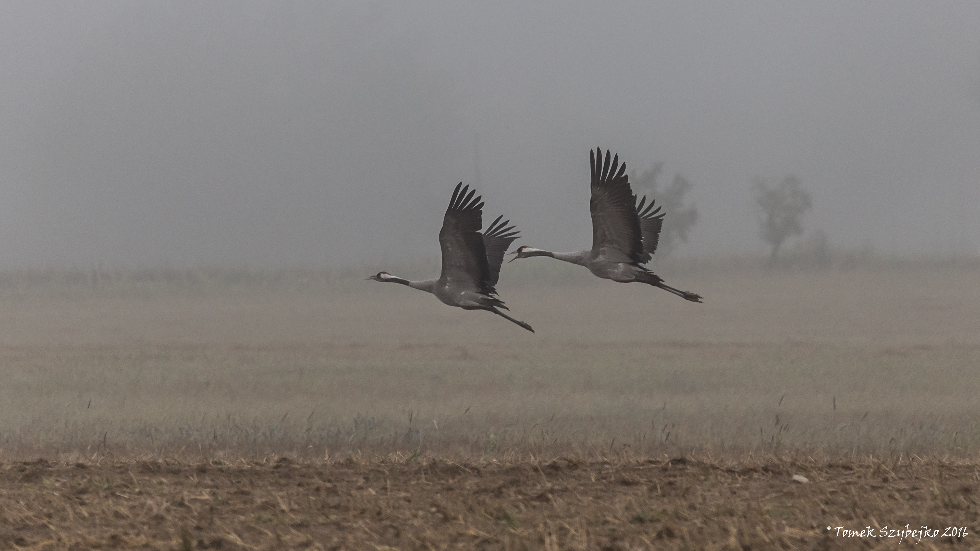 żurawie we mgle
