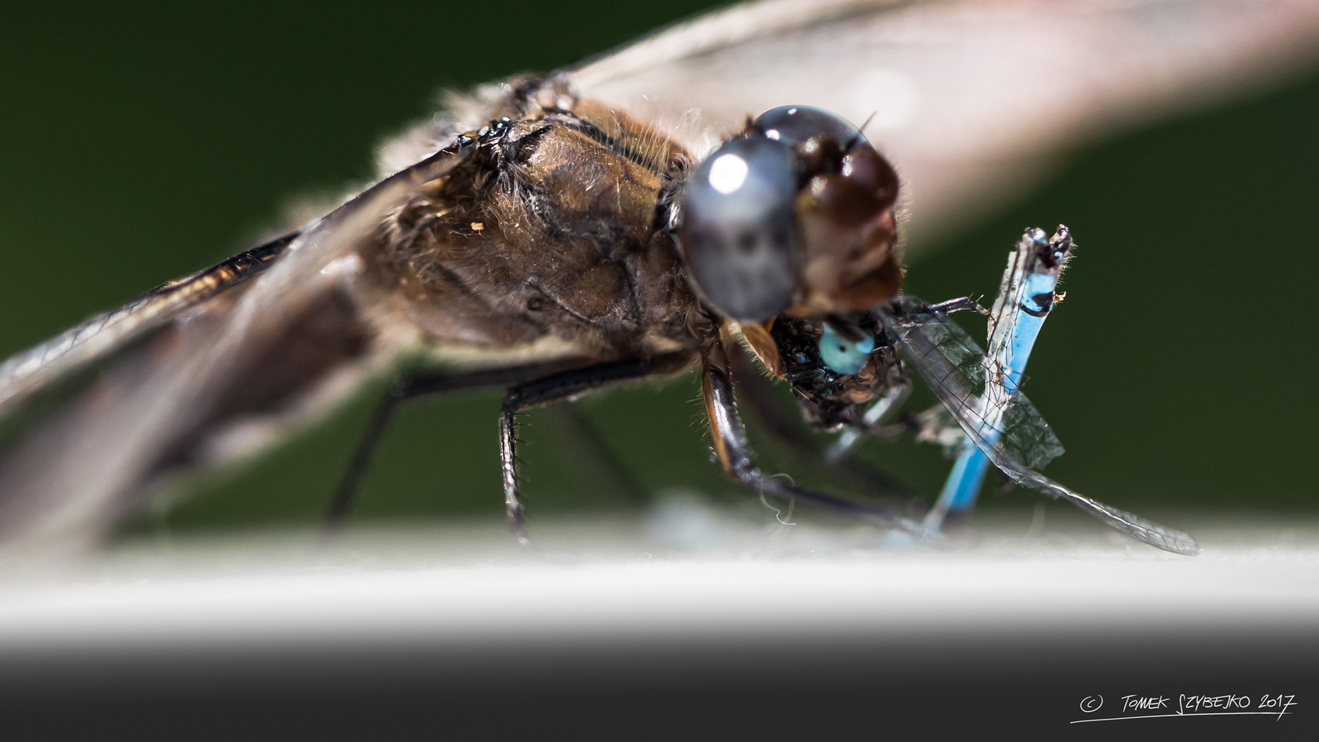ważka z bliska