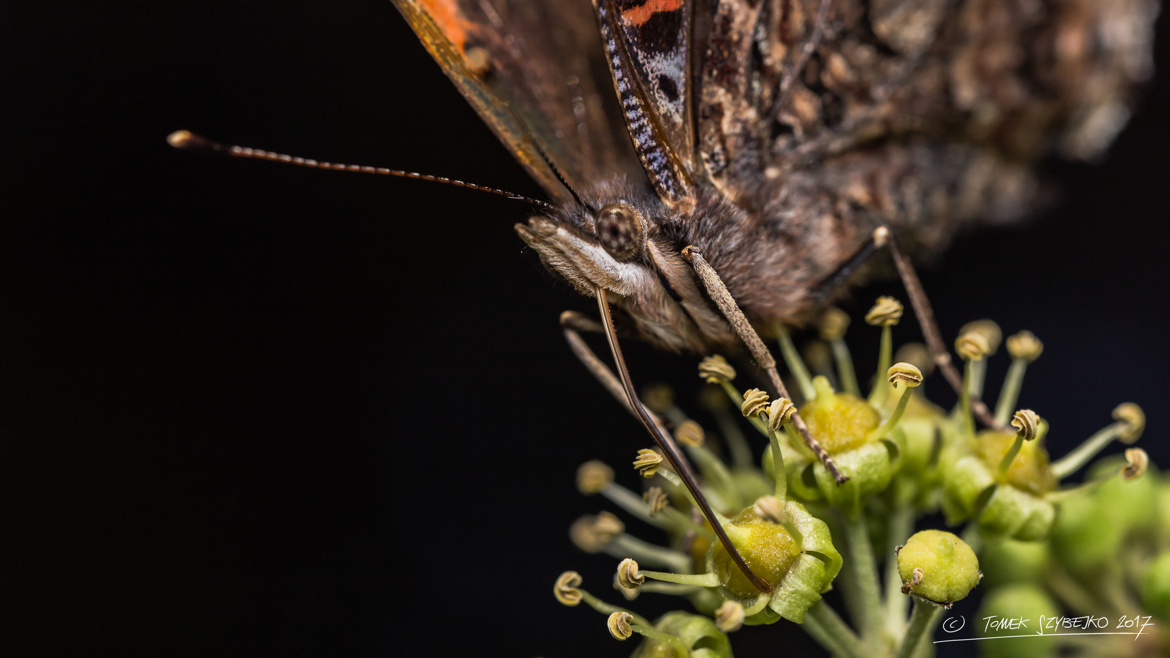 motylowi w oczy patrz