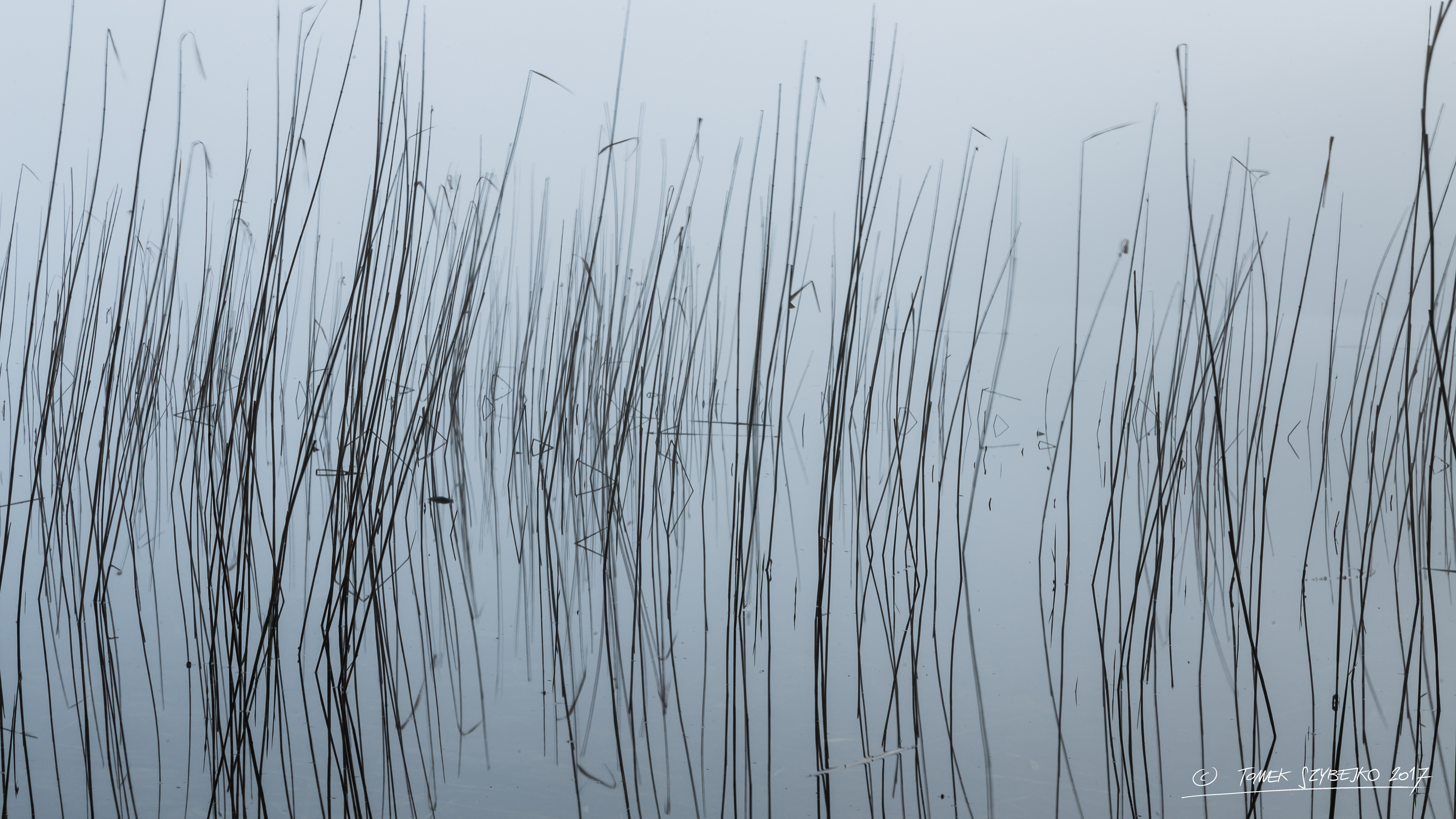 trzciny malowane piórem