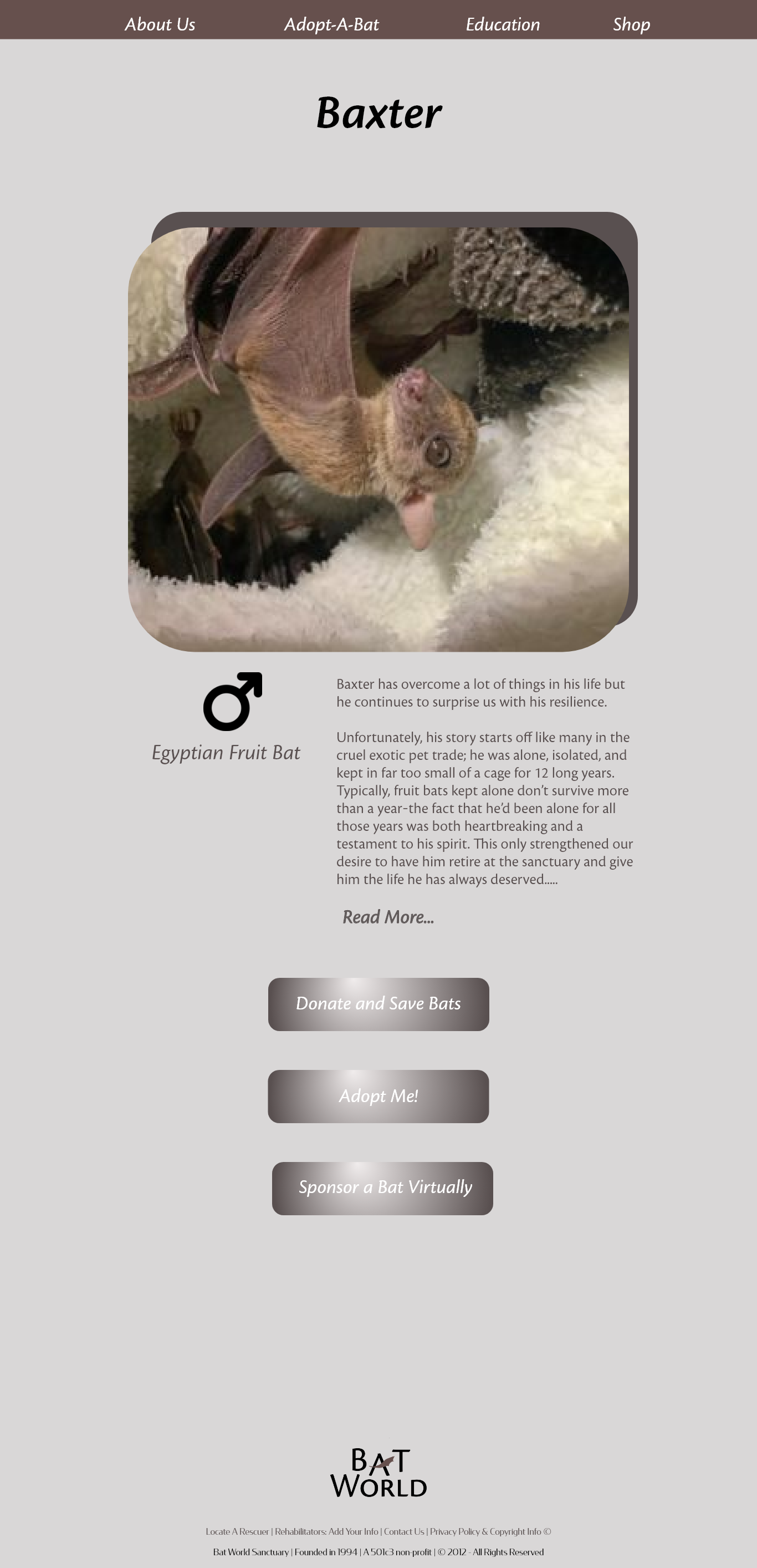Bat world bat information page