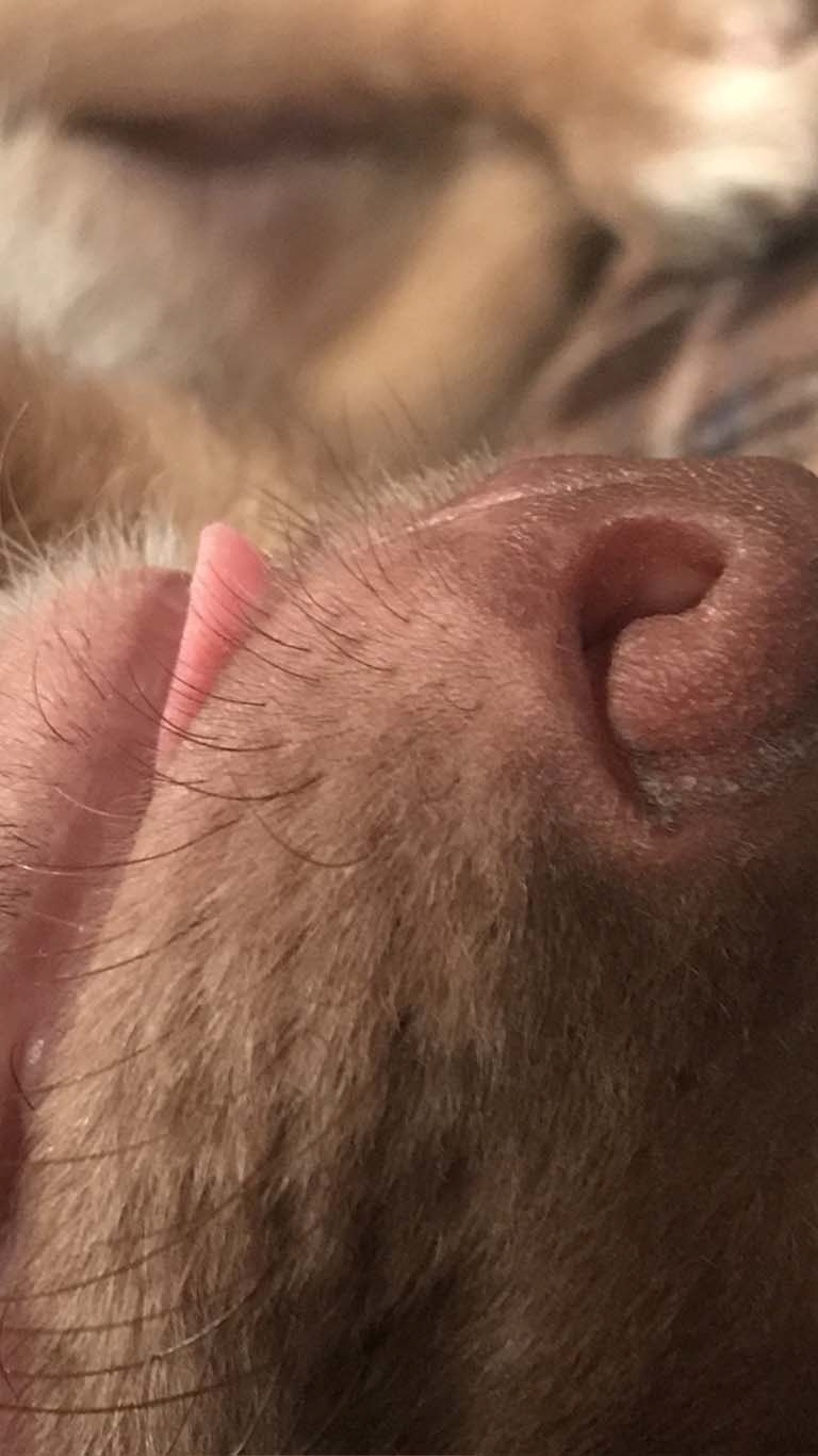 puppy tongue