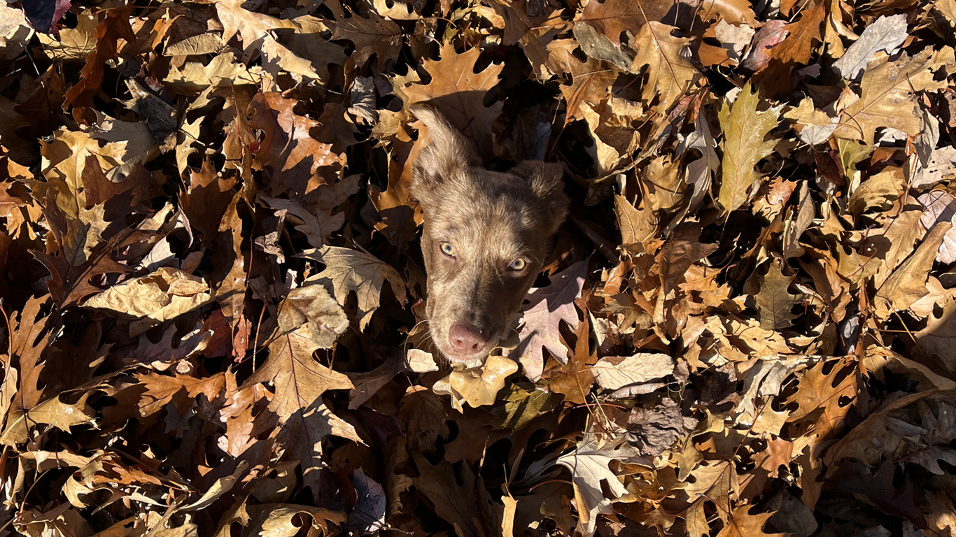 camouflage
