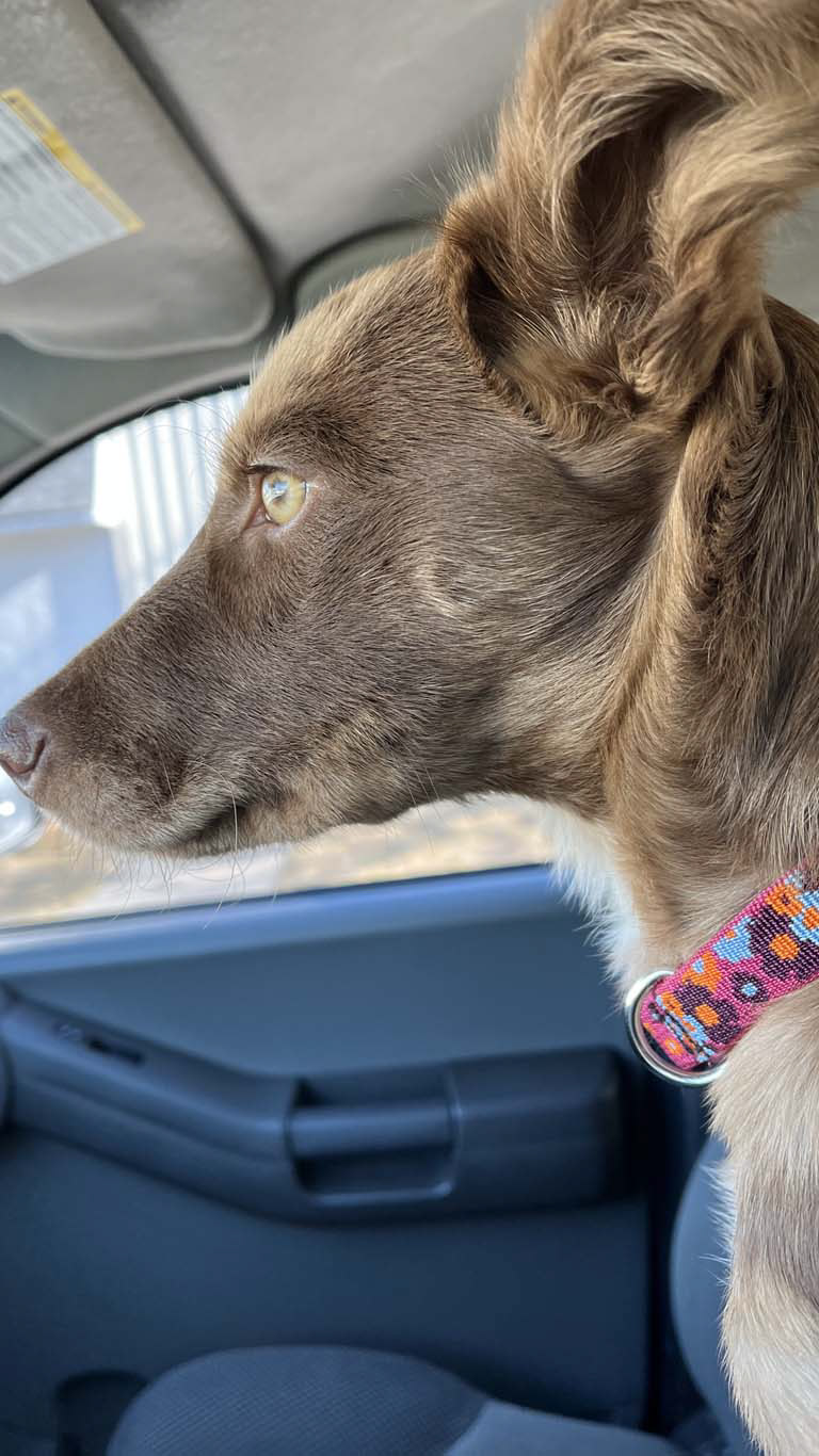 gigantic ear and a new collar