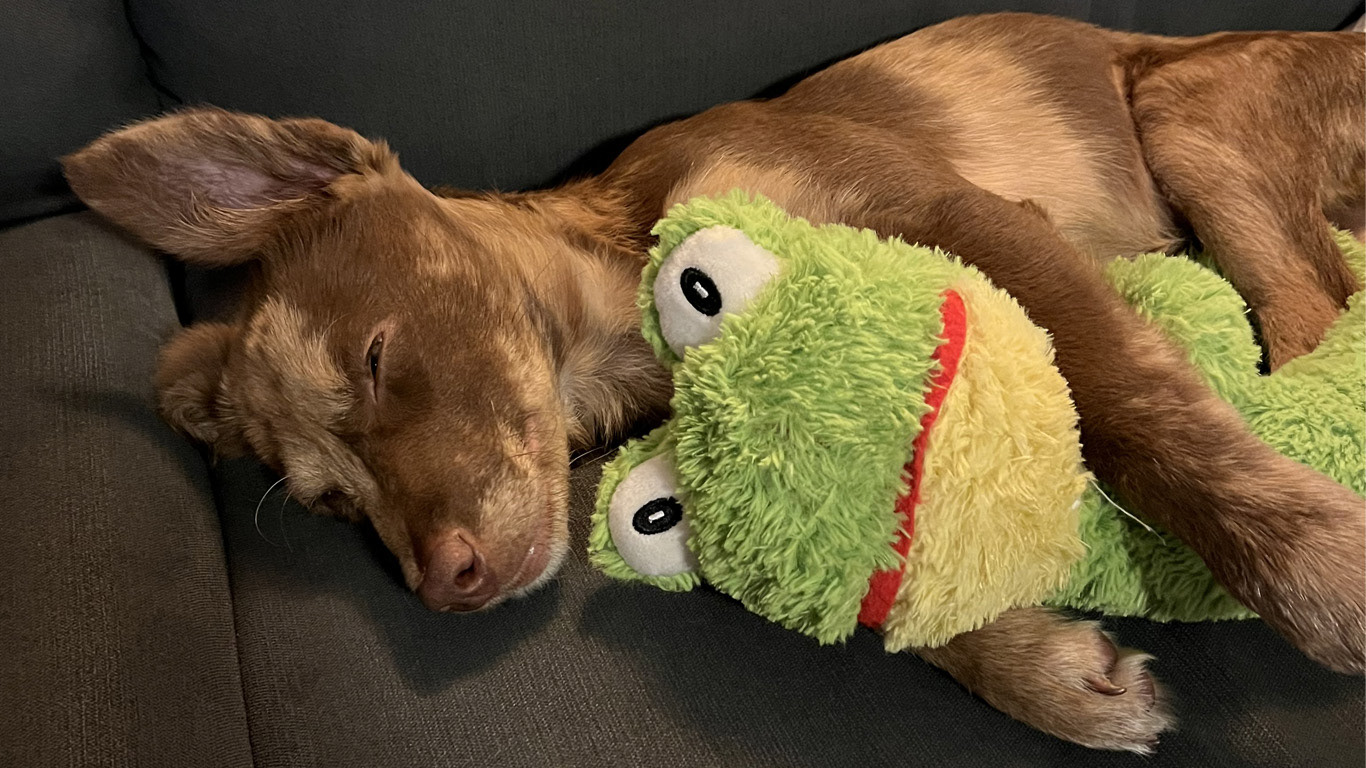 it takes a lot of energy to strangle a frog