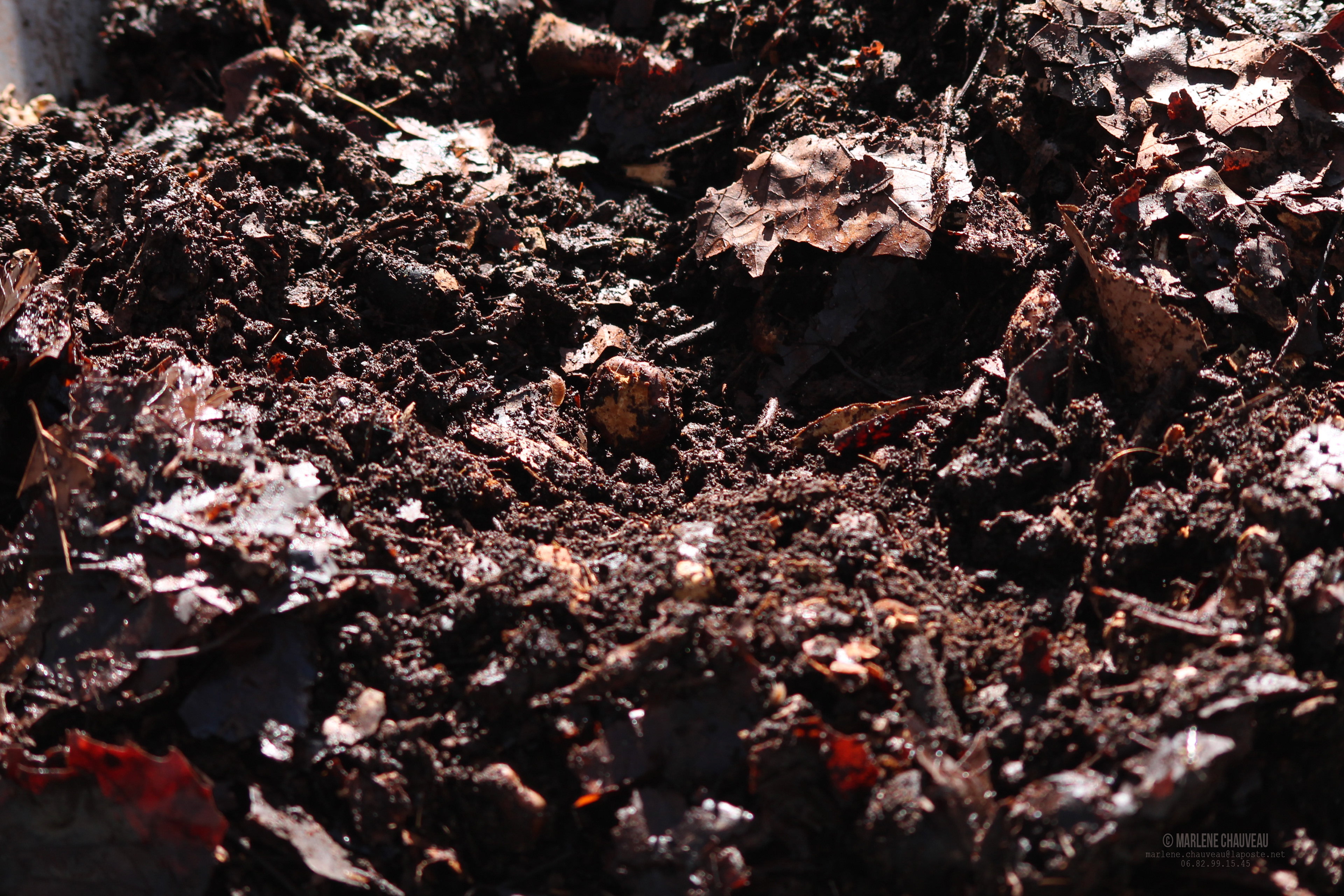 Atelier Compost