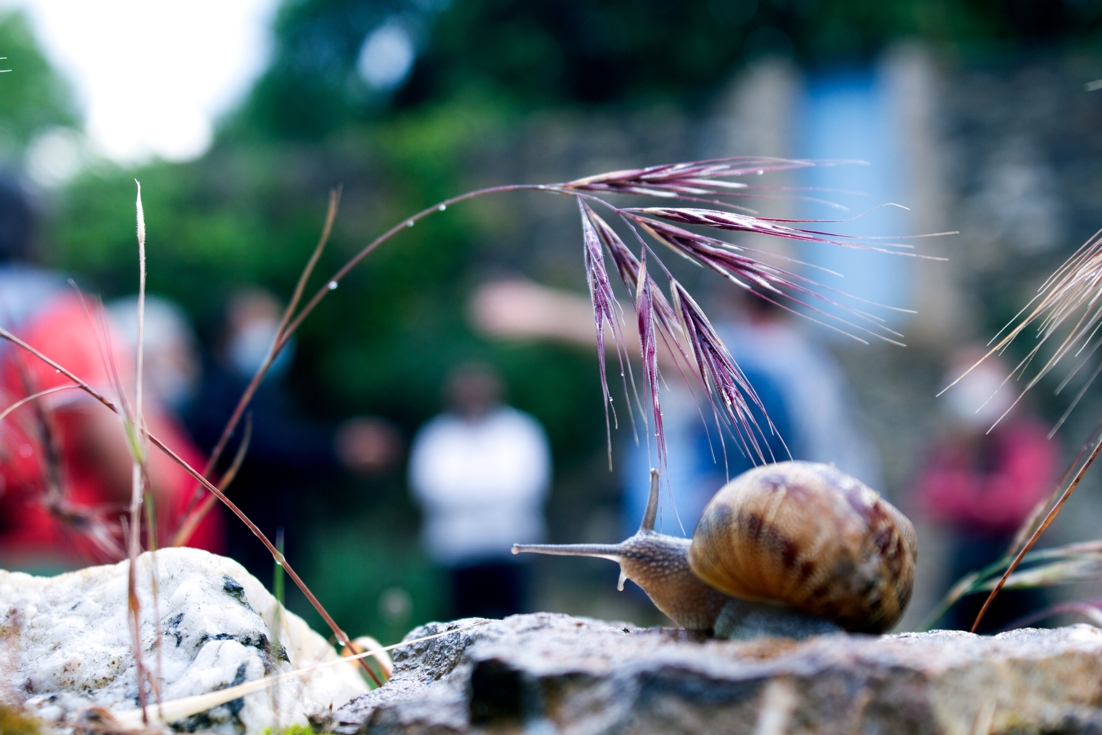 Escargot aux jardins de Cabrières