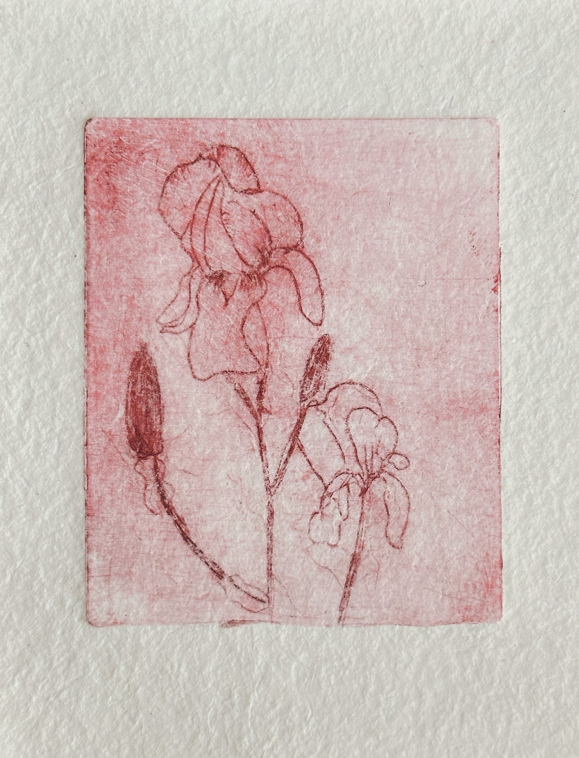 Iris Flower Drypoint Etching