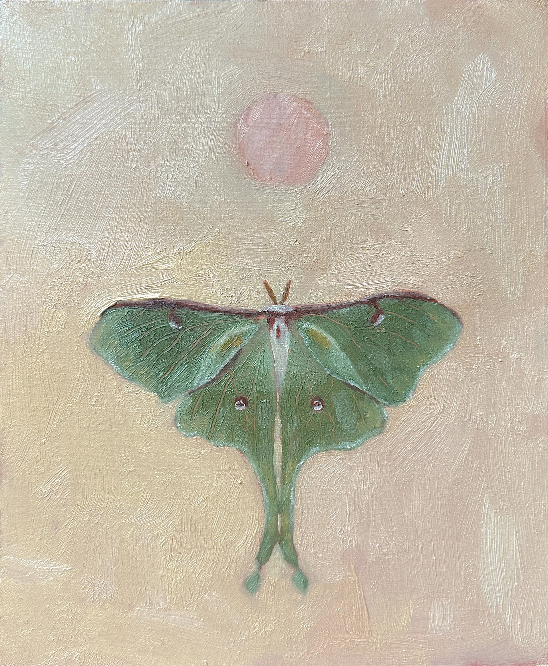 Luna Moth Oil Painting