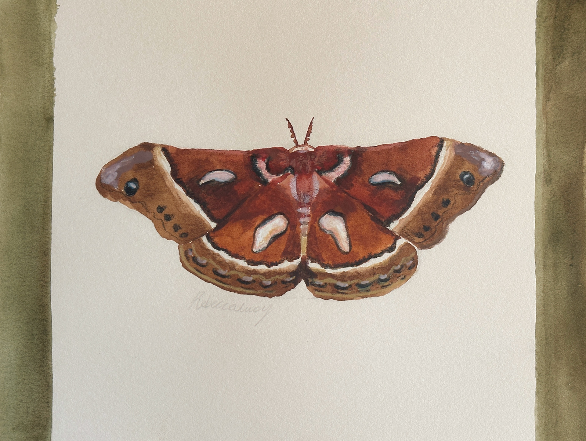 Glover's Silk Moth Watercolour Painting