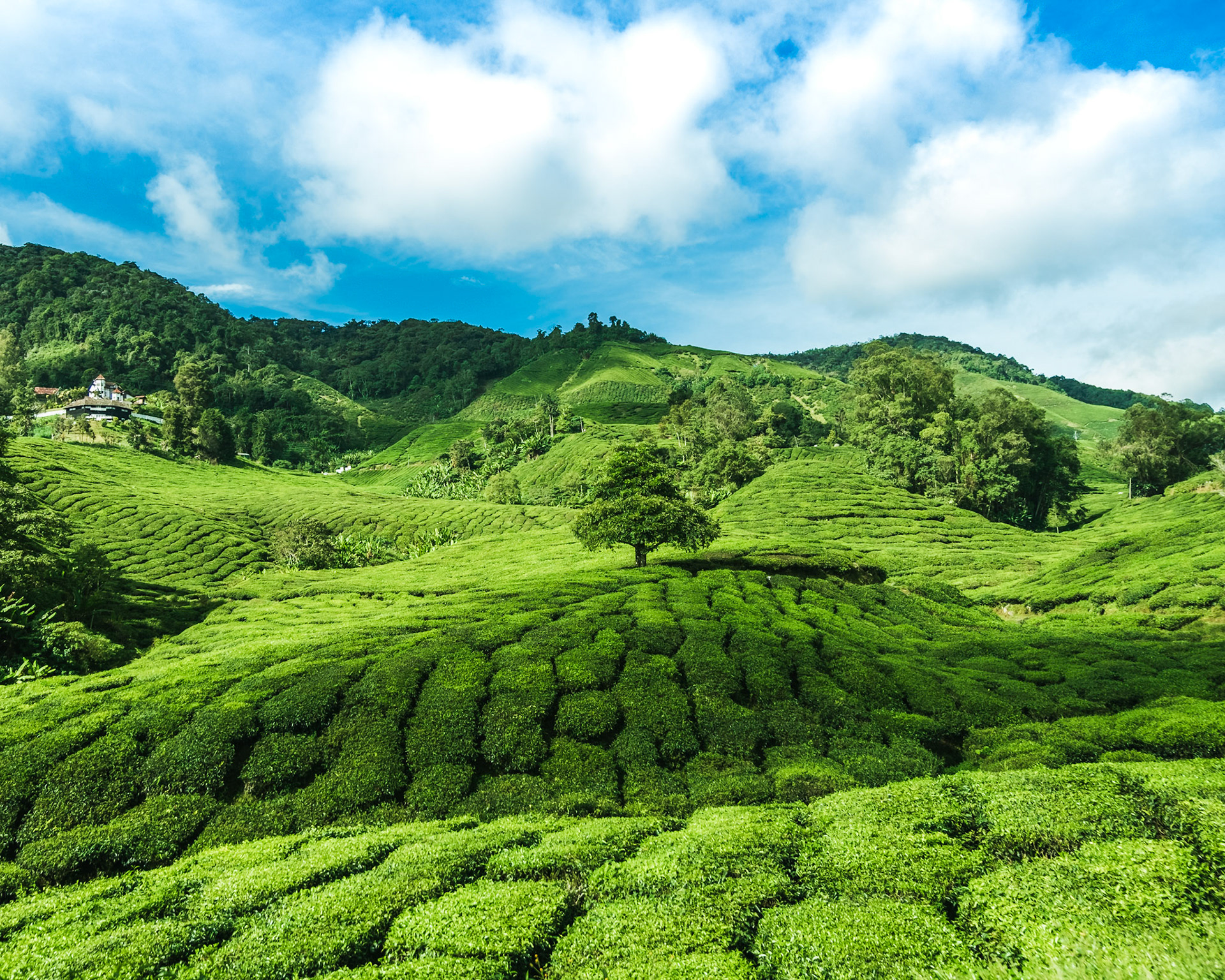 Tea Plantation at Cameron Highlands