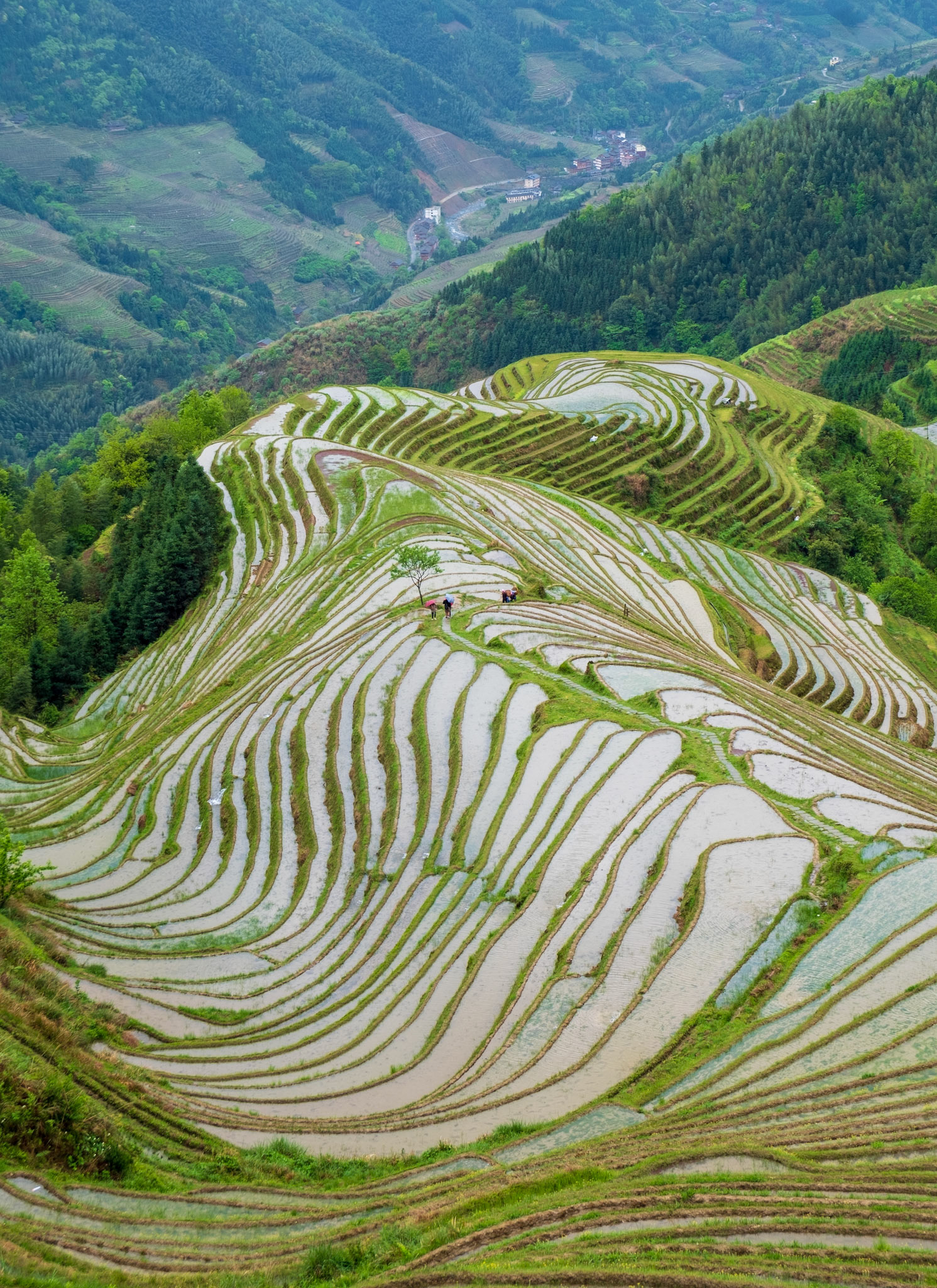 Longji Rice Terraces