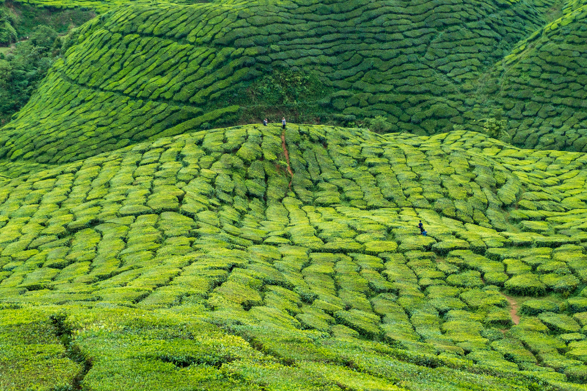 Cameron Highlands Malaysia 