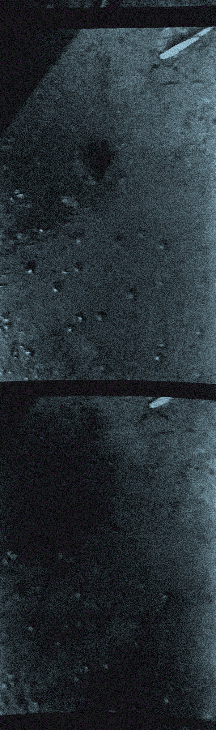 homemade developer from plant material, 2024