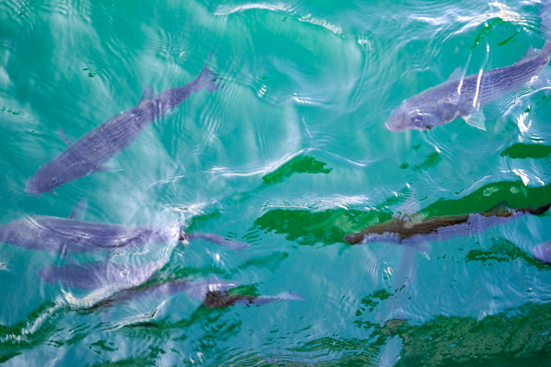© Jim Owens