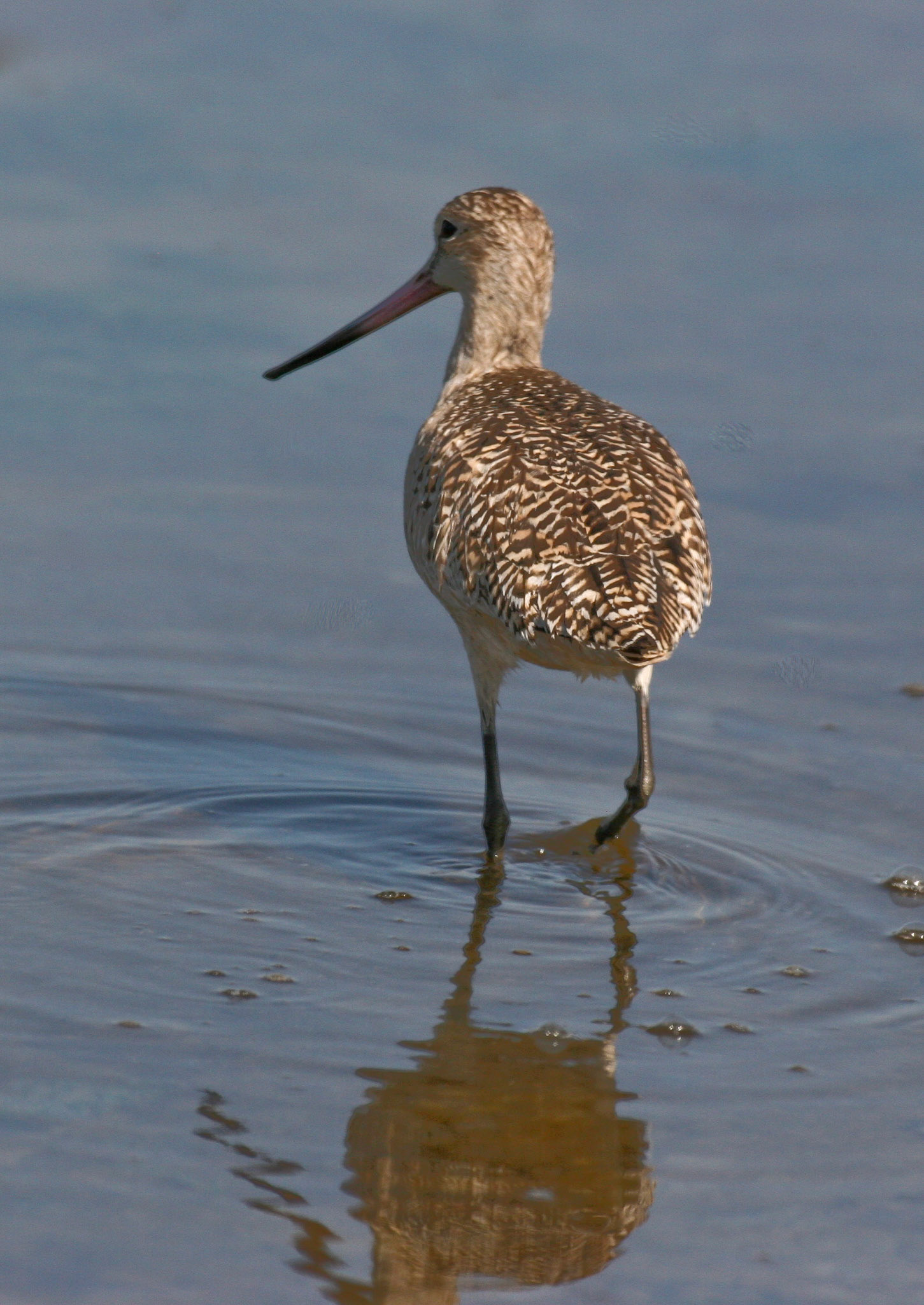 © Jim Owens