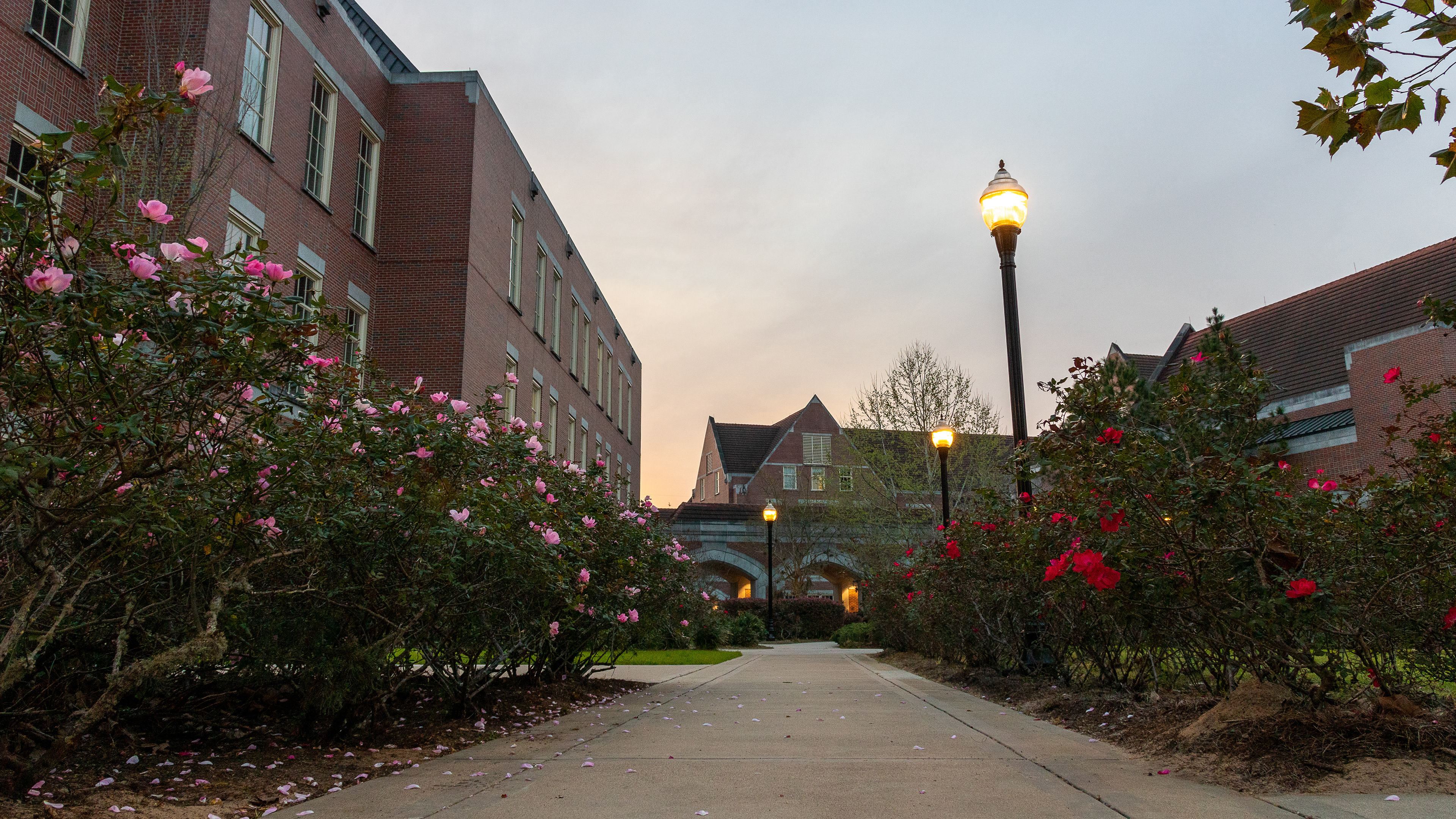 Roses at the Medical Building