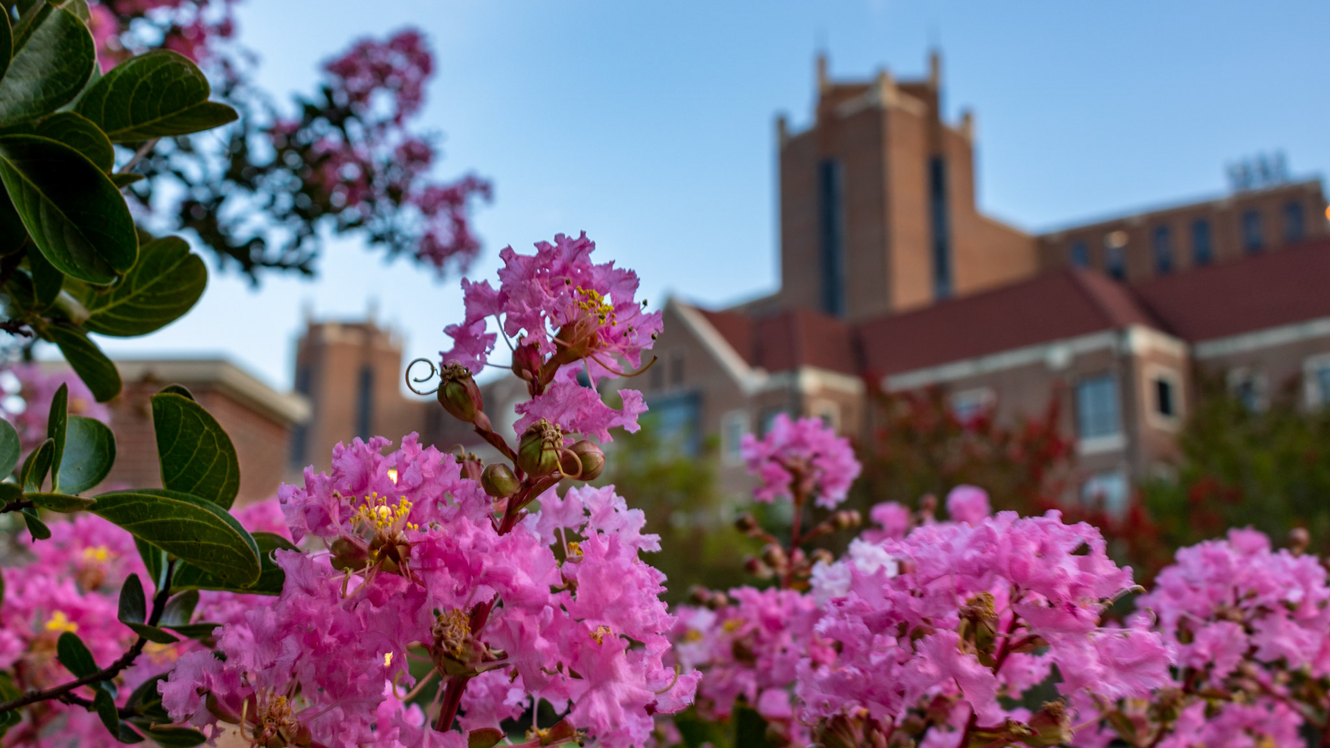 Doak Campbell Stadium Flowers