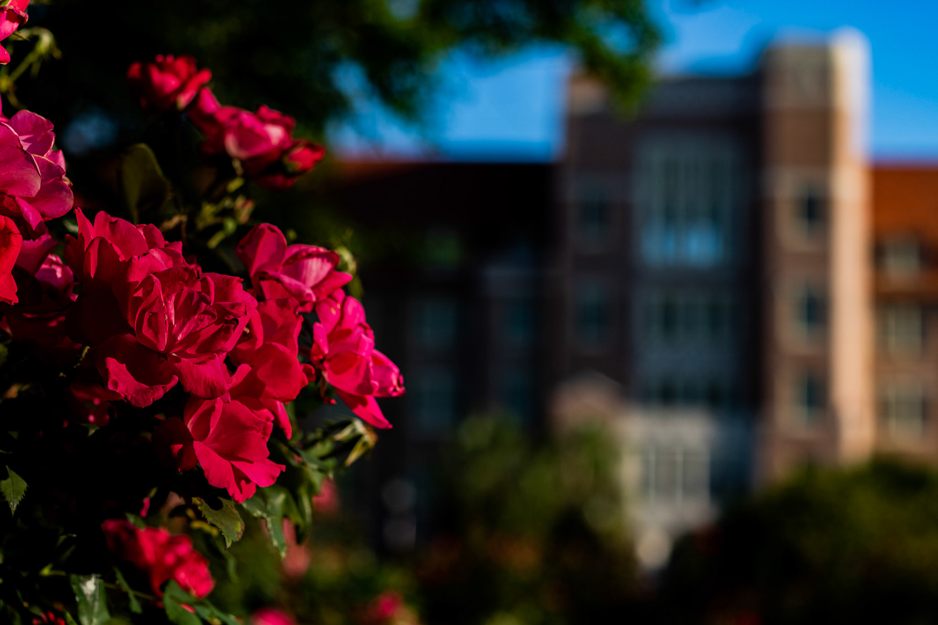 Landis Hall Flowers