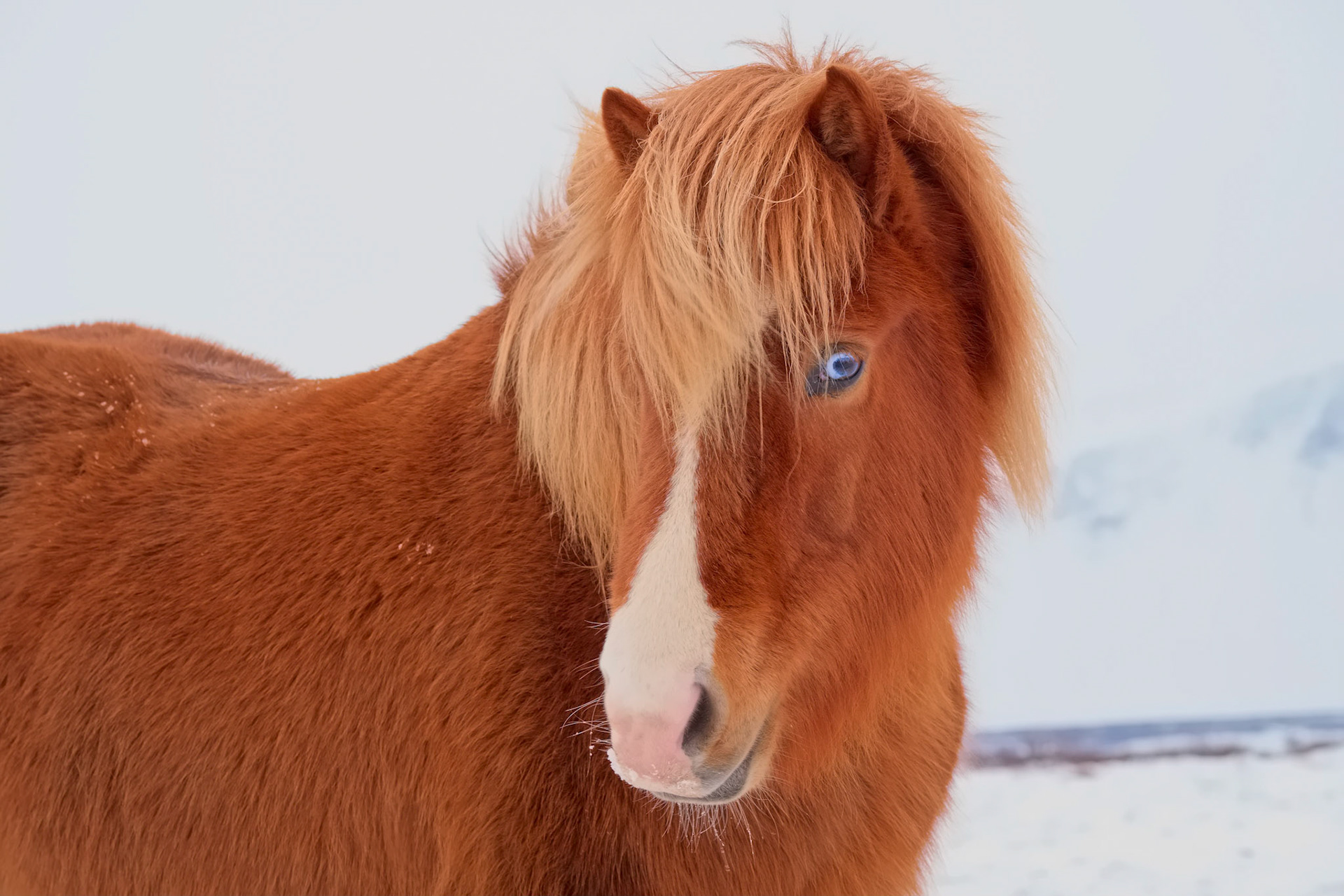 Blue eyes are not uncommon