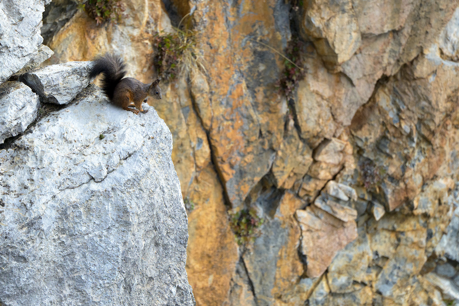 ..abile ad arrampicarsi sugli alberi ma anche sulle rocce di irte pareti per poi avere un ottimo punto da cui osservare lo svolgere della vita nel suo dominio..