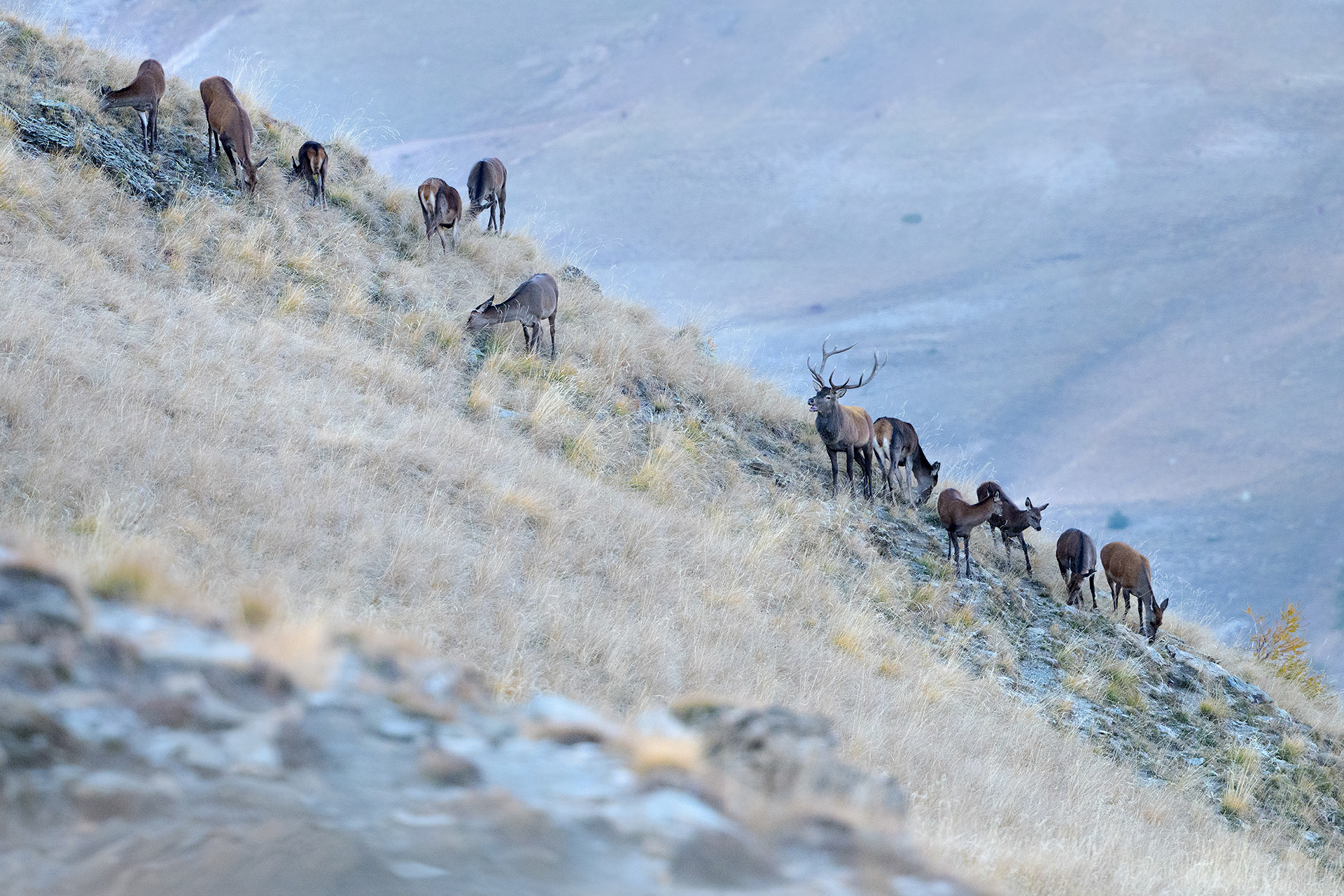 ..un cervo maschio ed il suo harem..